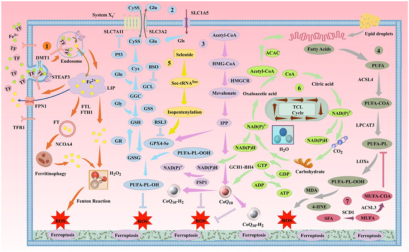 Diagram depicting the biochemical pathways leading to ferroptosis, highlighting various steps such as iron metabolism, lipid peroxidation, and the tricarboxylic acid (TCA) cycle. Key elements include iron uptake through TFR1, conversion processes involving DMT1 and FPN, the role of PUFA, and the formation of reactive oxygen species (ROS). The pathway also outlines the impacts of fatty acids, acetyl-CoA, and enzymes like GPX4 and LOXs, illustrating the complex interplay of cellular components in ferroptosis.