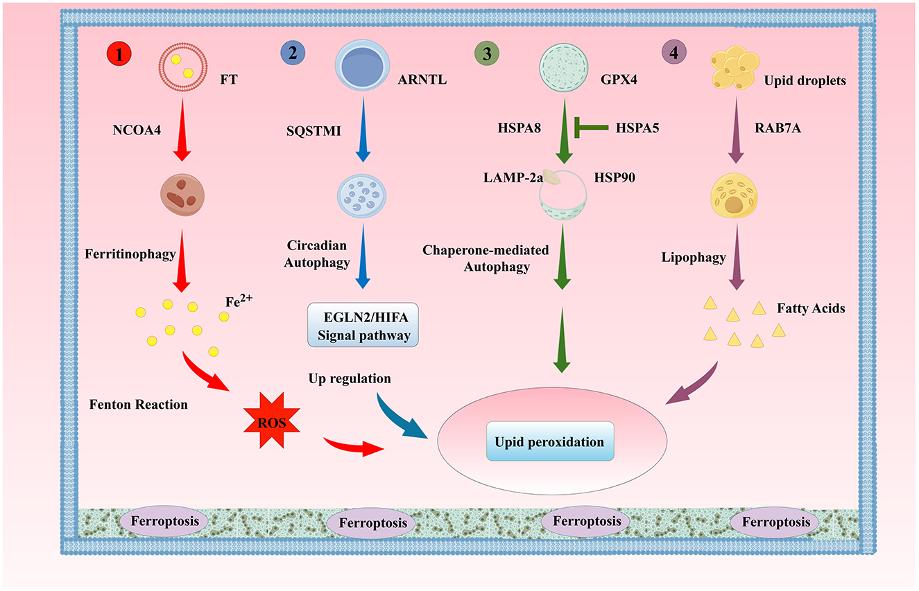 Diagram illustrating pathways related to ferritinophagy, circadian autophagy, chaperone-mediated autophagy, and lipophagy leading to lipid peroxidation and ferroptosis. Key proteins and processes include NCOA4, SQSTM1, ARNTL, GPX4, ROS formation, and EGLN2/HIF1A signaling, which are depicted through arrows and labeled components.