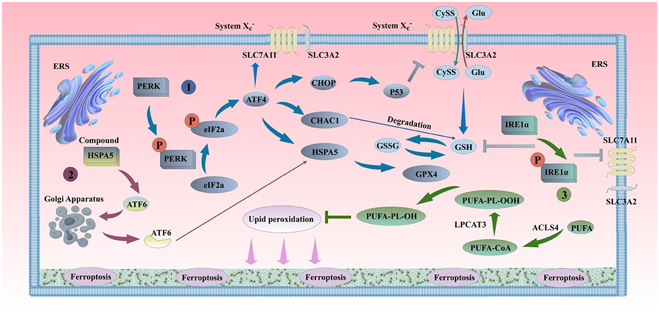 Diagram illustrating cellular processes related to ferroptosis. It shows the pathways involving PERK, eIF2a, ATF4, CHOP, GSH, and IRE1α with interactions through protein phosphorylation and degradation. System Xc–, SLC proteins, and ER stress markers like HSPA5 and ATF6 are depicted. Processes like lipid peroxidation involving PUFA, GPX4, LPCAT3, and ACSL4 are also shown, contributing to ferroptosis. Arrows indicate direction and sequence of reactions within the cell membrane.