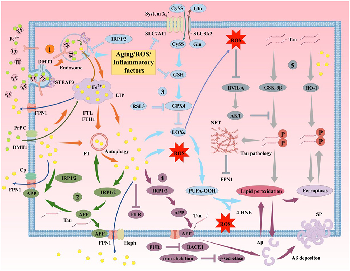 Illustration of complex biochemical pathways showing the interactions between iron metabolism, oxidative stress, and neurodegeneration. It includes elements like DMT1, FPN1, ROS, Tau, NFT, and their roles in processes such as lipid peroxidation and ferroptosis. Arrows depict pathways, and labels identify key proteins and reactions involved in aging, inflammatory factors, and cellular damage.