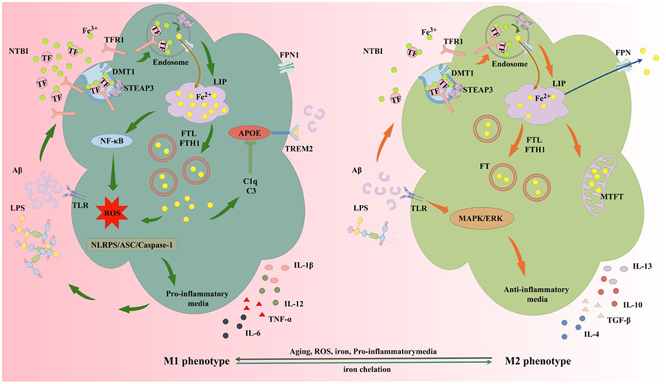 Diagram comparing M1 and M2 phenotypes in immune response. The M1 phenotype on the left shows pro-inflammatory pathways involving NF-κB, ROS, TLR, and various cytokines. The M2 phenotype on the right shows anti-inflammatory pathways involving MAPK/ERK, TREM2, and different cytokines. Iron metabolism processes like TFR1, DMT1, FPN1, and LIP are visible with arrows indicating flow directions. Both phenotypes involve interactions with non-transferrin-bound iron (NTBI), lipopolysaccharides (LPS), and other molecular structures. The diagram also highlights the impact of aging, ROS, iron, and pro-inflammatory media on the phenotypic shift.