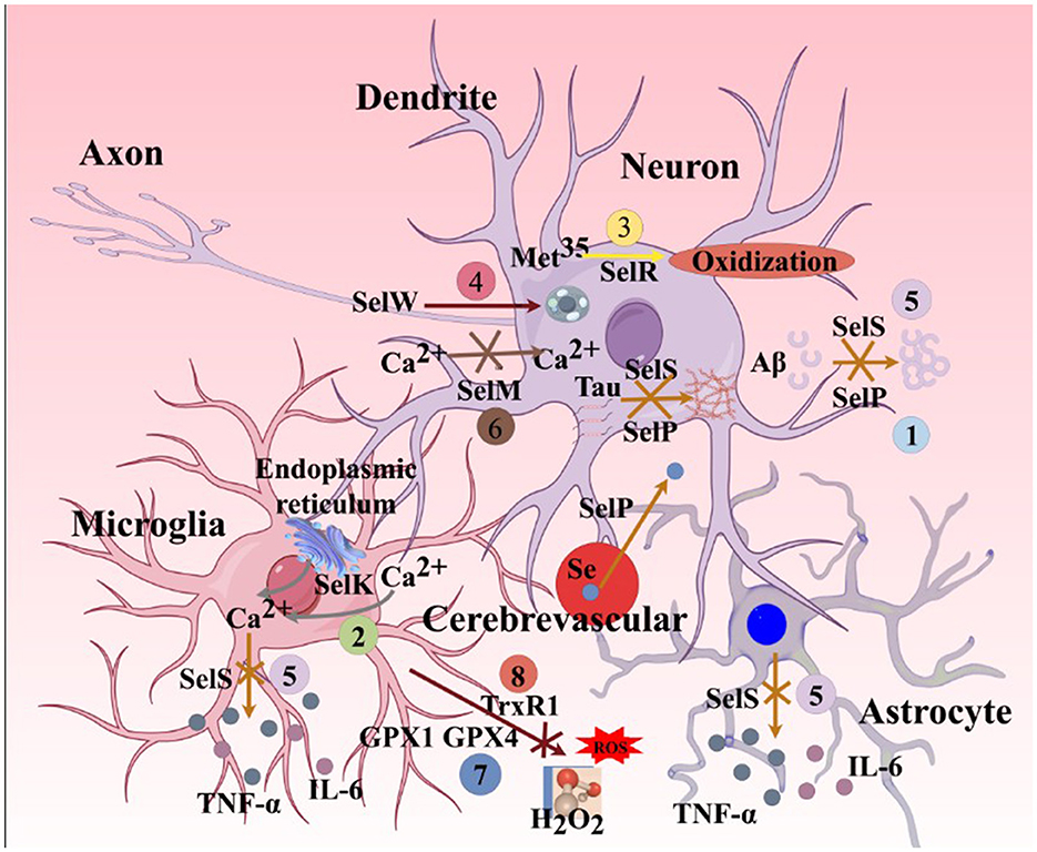 Illustration depicting the interaction between neurons, microglia, and astrocytes in the cerebromicrovascular environment. It highlights the roles of selenoproteins (SelR, SelW, SelM, SelK, SelS, SelP) in cellular processes like oxidization, calcium regulation, and inflammation via TNF-alpha and IL-6 signaling. The image includes key components like dendrites, axons, endoplasmic reticulum, and oxidative stress markers (H2O2, ROS).