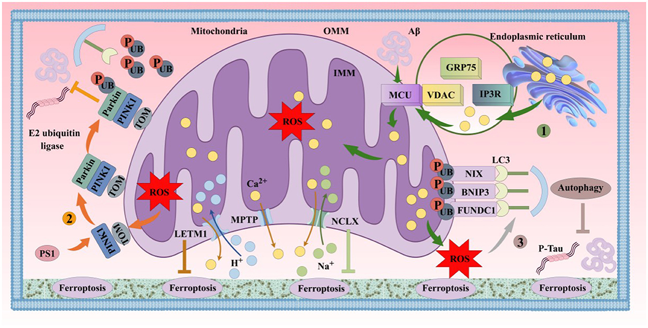 Illustration of mitochondrial processes and signaling pathways. Key components include oxidative stress (ROS), autophagy, ferroptosis, and calcium ion exchange, with interactions involving proteins like PINK1, Parkin, GRP75, and VDAC. This diagram highlights connections with the endoplasmic reticulum and autophagy indicators (LC3), and indicates pathways for protein degradation, represented by ubiquitination processes.