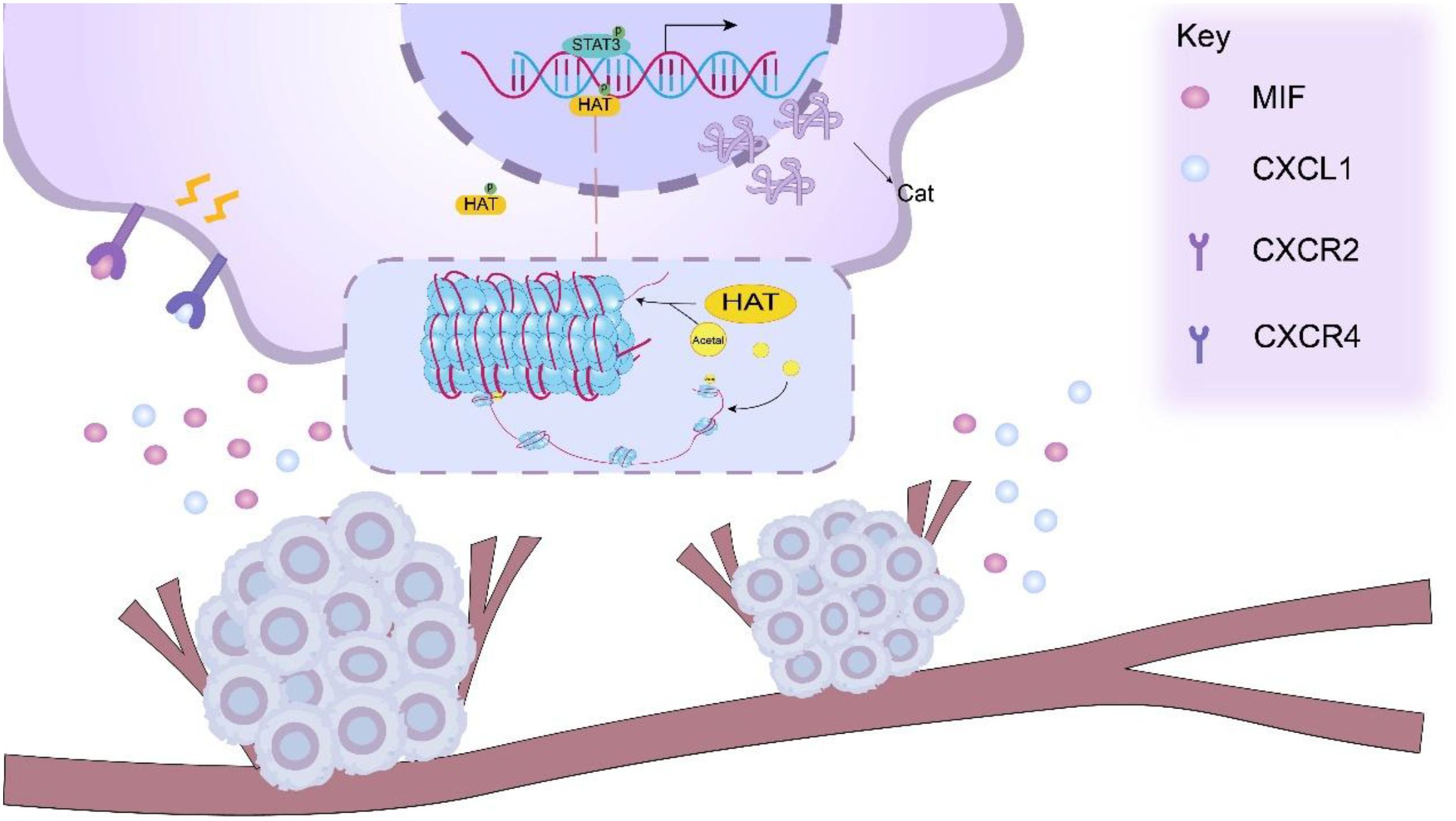 Illustration showing a molecular pathway with DNA transcription, HAT, and STAT3 interactions, with macrophage migration inhibitory factor (MIF) and CXCL1 molecules. A cell structure is depicted with acetylation processes. The key indicates symbols for MIF, CXCL1, CXCR2, and CXCR4, related to immune signaling.