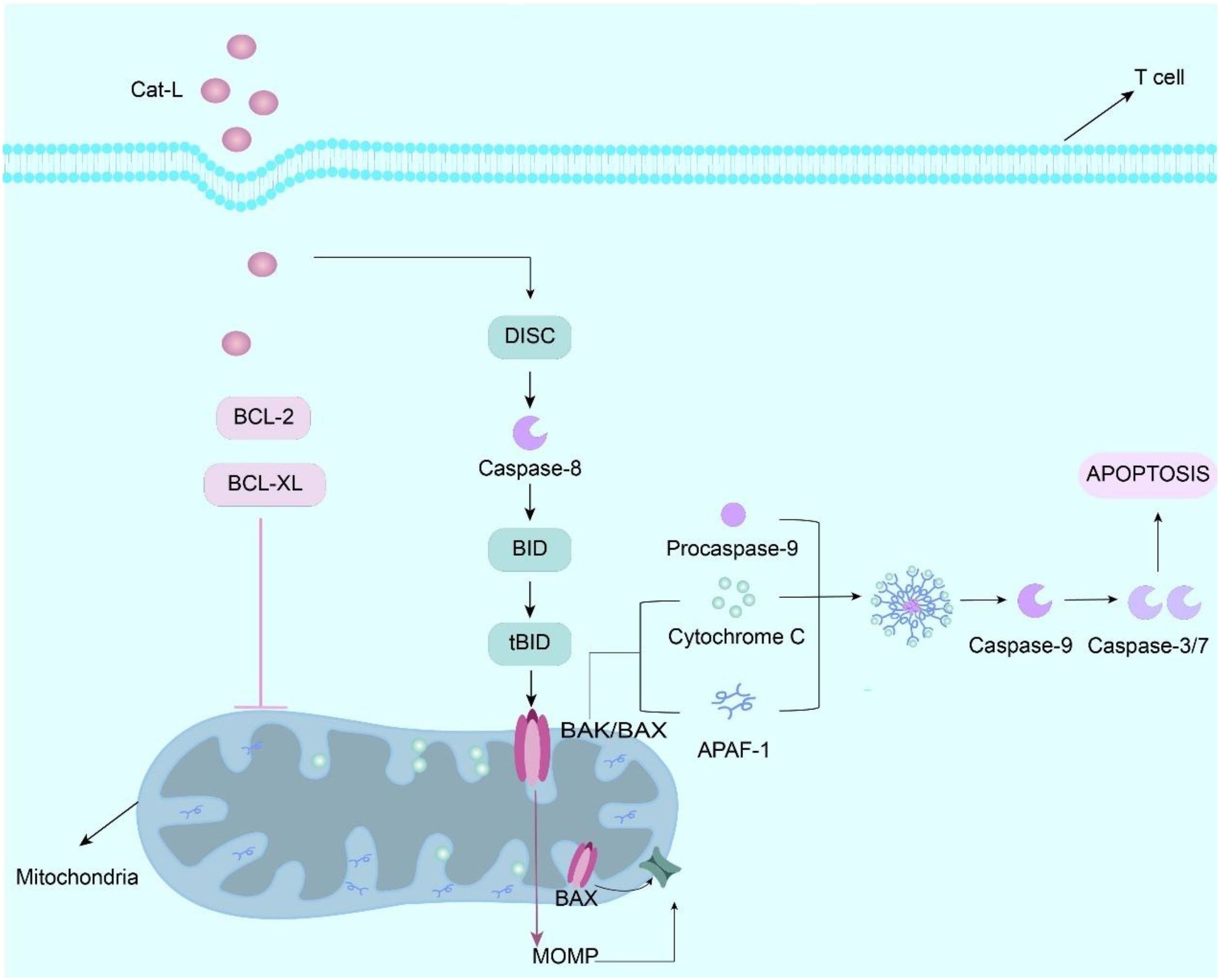 Diagram illustrating the apoptosis pathway. Cathepsin L (Cat-L) initiates the process, leading to the activation of DISC, Caspase-8, and BID conversion to tBID. This signals BAK/BAX on mitochondria, releasing cytochrome C, which, with APAF-1, converts procaspase-9 to active Caspase-9. This activates Caspase-3/7, resulting in apoptosis. BCL-2 and BCL-XL inhibit BAK/BAX activation. A T cell is shown interacting with the cell membrane.