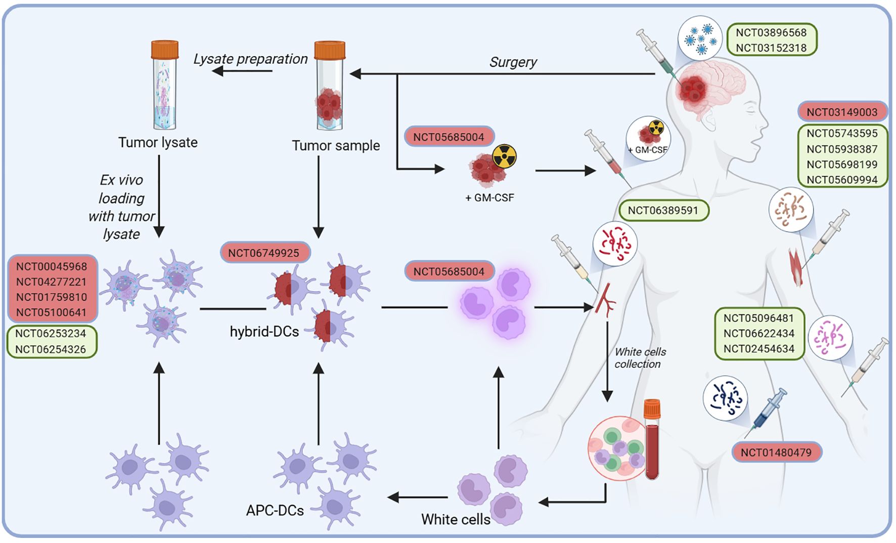 Diagram illustrating a process for ex vivo loading of tumor lysate onto dendritic cells (DCs) for patient treatment. Tumor samples are collected and prepared as lysate. Hybrid-DCs are created by combining tumor lysate with APC-DCs. These hybrid-DCs, along with white cells, are used for patient infusion, targeting tumors. Various clinical trial identifiers are shown: NCT00045968, NCT04277221, and more. The illustration includes components like GM-CSF, symbolizing granulocyte-macrophage colony-stimulating factor, administered during treatment. Arrows indicate the flow of processes, and a human outline signifies infusion points and result areas.