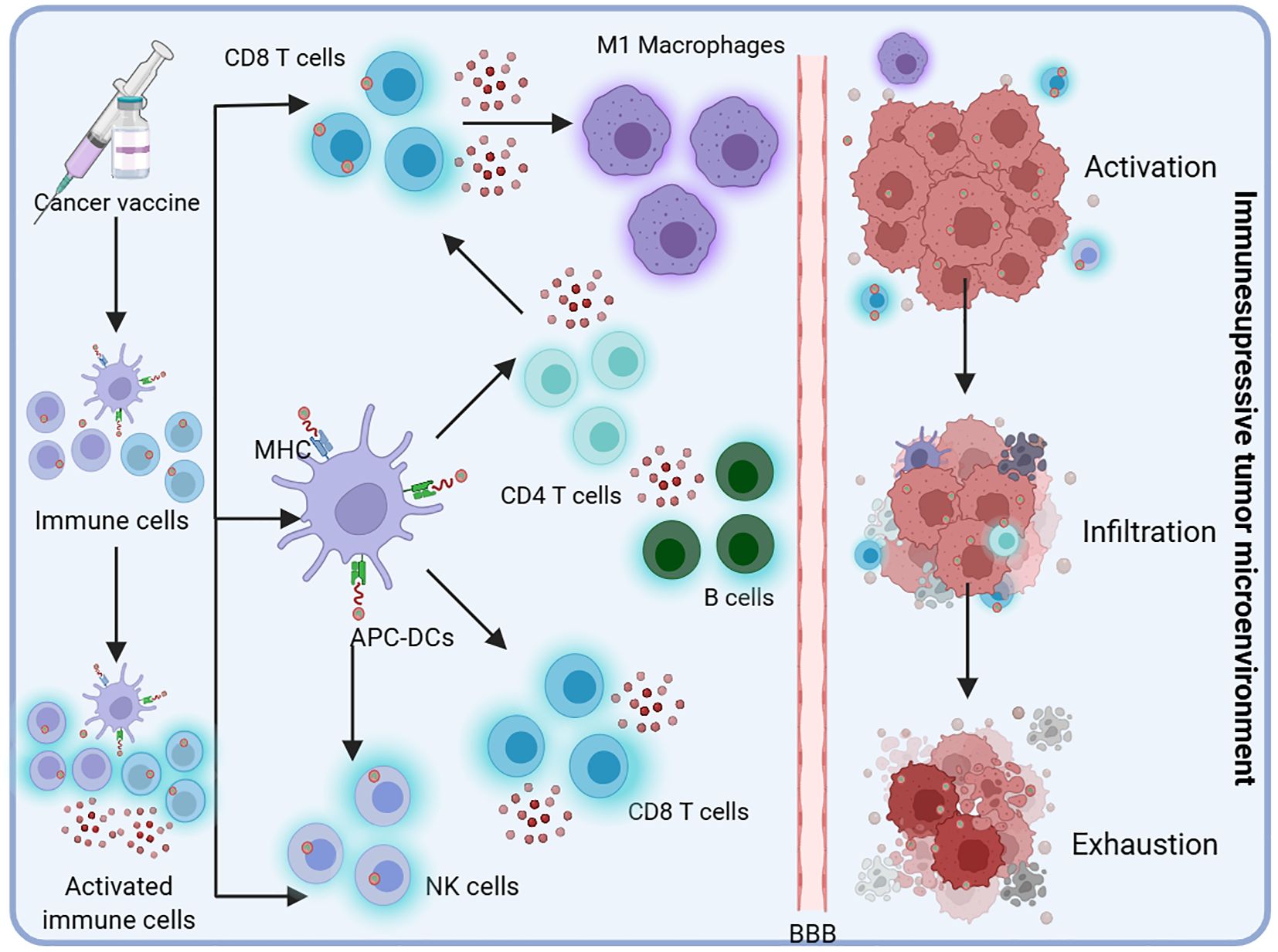 Diagram illustrating the immune response triggered by a cancer vaccine. The vaccine activates immune cells, including CD8 T cells, CD4 T cells, B cells, and NK cells, via APC-DCs and M1 macrophages. These cells infiltrate the blood-brain barrier and interact with the immunosuppressive tumor microenvironment, undergoing activation, infiltration, and eventual exhaustion.