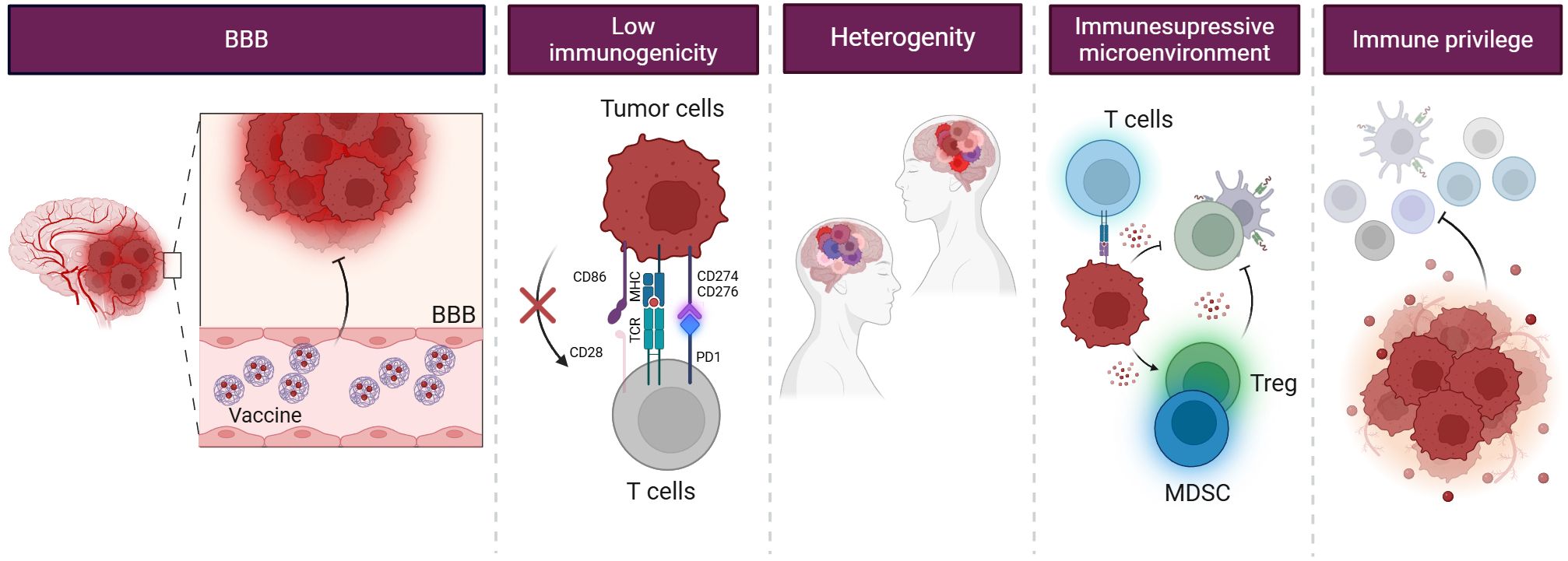 Diagram showcasing five aspects of brain tumors: the blood-brain barrier (BBB), low immunogenicity, tumor heterogeneity, immunosuppressive microenvironment, and immune privilege. These are depicted with illustrations of tumor cells, T cells, various immune cells, and vaccine strategies, highlighting the complexity and challenges in treating brain tumors. Each section represents a distinct barrier or characteristic, such as the BBB's role in preventing drug entry, tumor cell interaction with T cells, and the presence of regulatory T cells (Treg) and myeloid-derived suppressor cells (MDSC), emphasizing the immune system’s challenges in combating brain tumors.