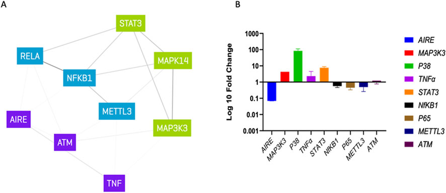 Diagram A shows a network of interconnected genes labeled with varying colors including RELA, STAT3, MAPK14, MAP3K3, METTL3, NFKB1, AIRE, ATM, and TNF. Chart B displays a bar graph titled