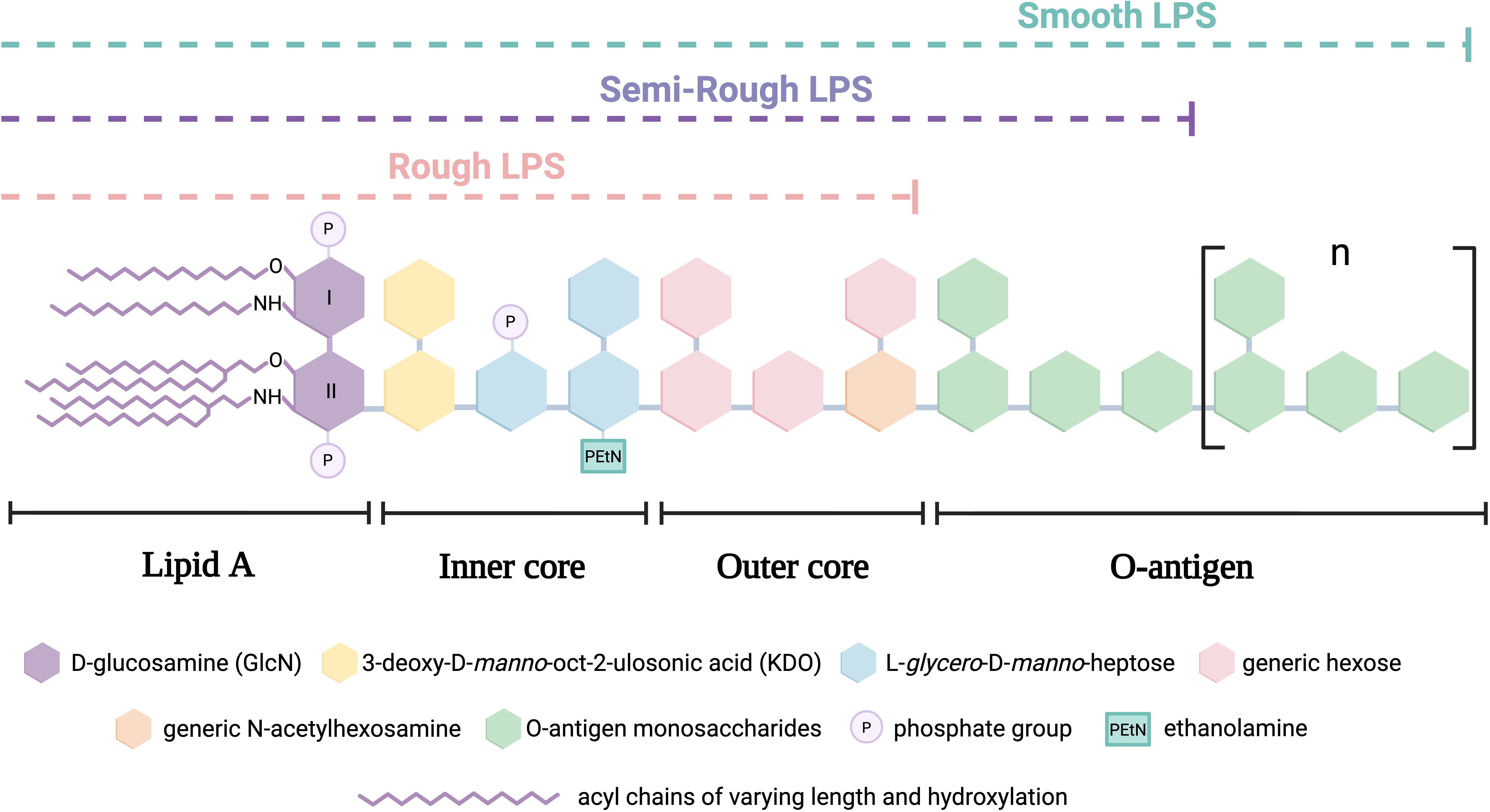 Diagram depicting the structure of lipopolysaccharide (LPS) with sections labeled: Lipid A, Inner Core, Outer Core, and O-antigen. Features include Dglucosamine, 3-deoxy-D-manno-oct-2-ulosonic acid, L-glycero-D-manno-heptose, and O-antigen monosaccharides. Types are classi!ed as Rough, Semi-Rough, and Smooth LPS according to the presence of O-antigen and complexity of core saccharides.