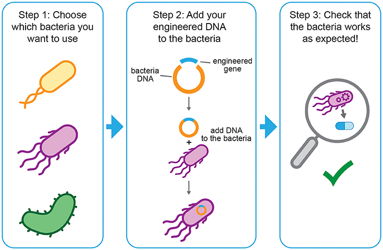 Flowchart illustrating the steps to modify bacteria. Step 1: Choose a type of bacteria, shown as different colored bacteria icons. Step 2: Add engineered DNA to the chosen bacterium, depicted with circles representing DNA insertion. Step 3: Verify the modified bacteria's functionality, shown with a magnifying glass and a green checkmark.