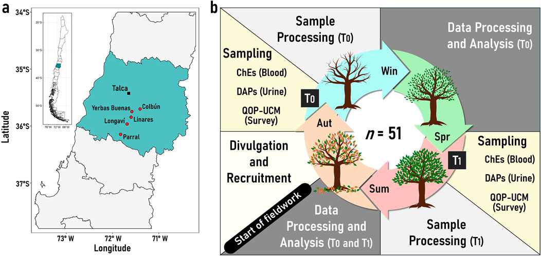 Map of Chile's Maule Region highlights Talca, Yerbas Buenas, Longaví, Linares, Colbún, and Parral, with surrounding map of Chile. Diagram shows seasonal data processing and sampling cycle, involving 51 participants, with arrows indicating progression through the four seasons: Winter (Win), Spring (Spr), Summer (Sum), and Autumn (Aut). Tasks include sampling for ChEs (Blood), DAPs (Urine), QOP-UCM (Survey), and data processing and analysis.