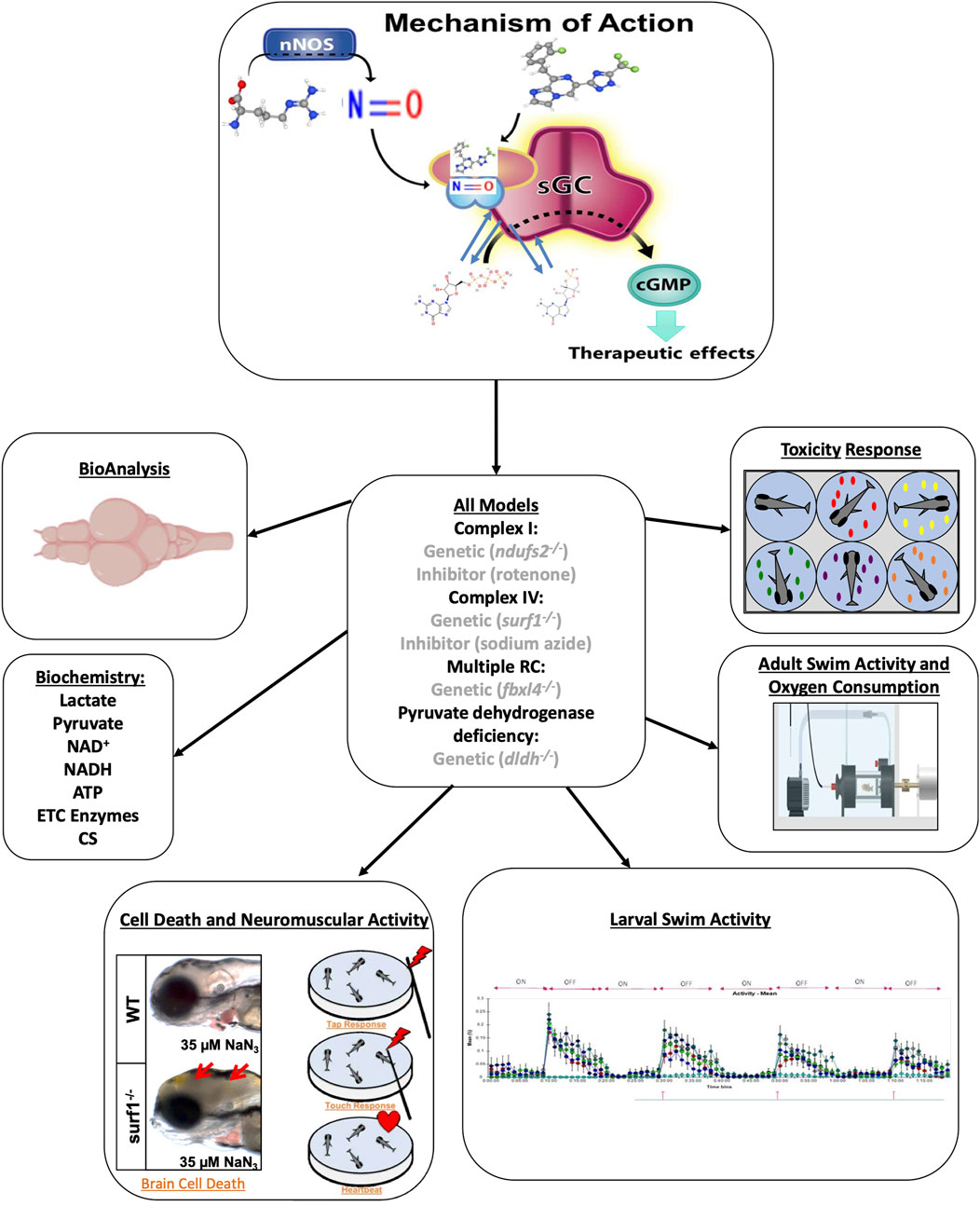 Diagram showing the mechanism of action with nitric oxide (N=O) interacting with soluble guanylate cyclase (sGC) leading to therapeutic effects via cGMP. Key components include bioanalysis, biochemistry (lactate, pyruvate, NAD+, NADH, ATP), toxicity response, and activities such as cell death, neuromuscular, and swim activities. Various models are listed with genetic and inhibitor details. Activities are connected to swim behavior and oxygen consumption.