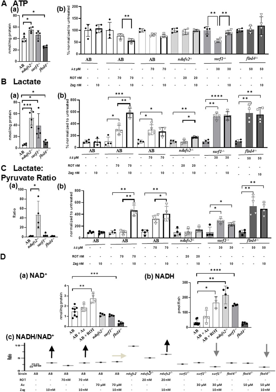 Bar charts displaying biochemical measurements including ATP, lactate, lactate to pyruvate ratio, NAD+, NADH, and NADH/NAD+ ratios across different strains and treatment conditions. Specific statistical significance is indicated by asterisks. Treatment groups include various inhibitors at specified concentrations. Measurements are shown in two formats: absolute and normalized to untreated controls.