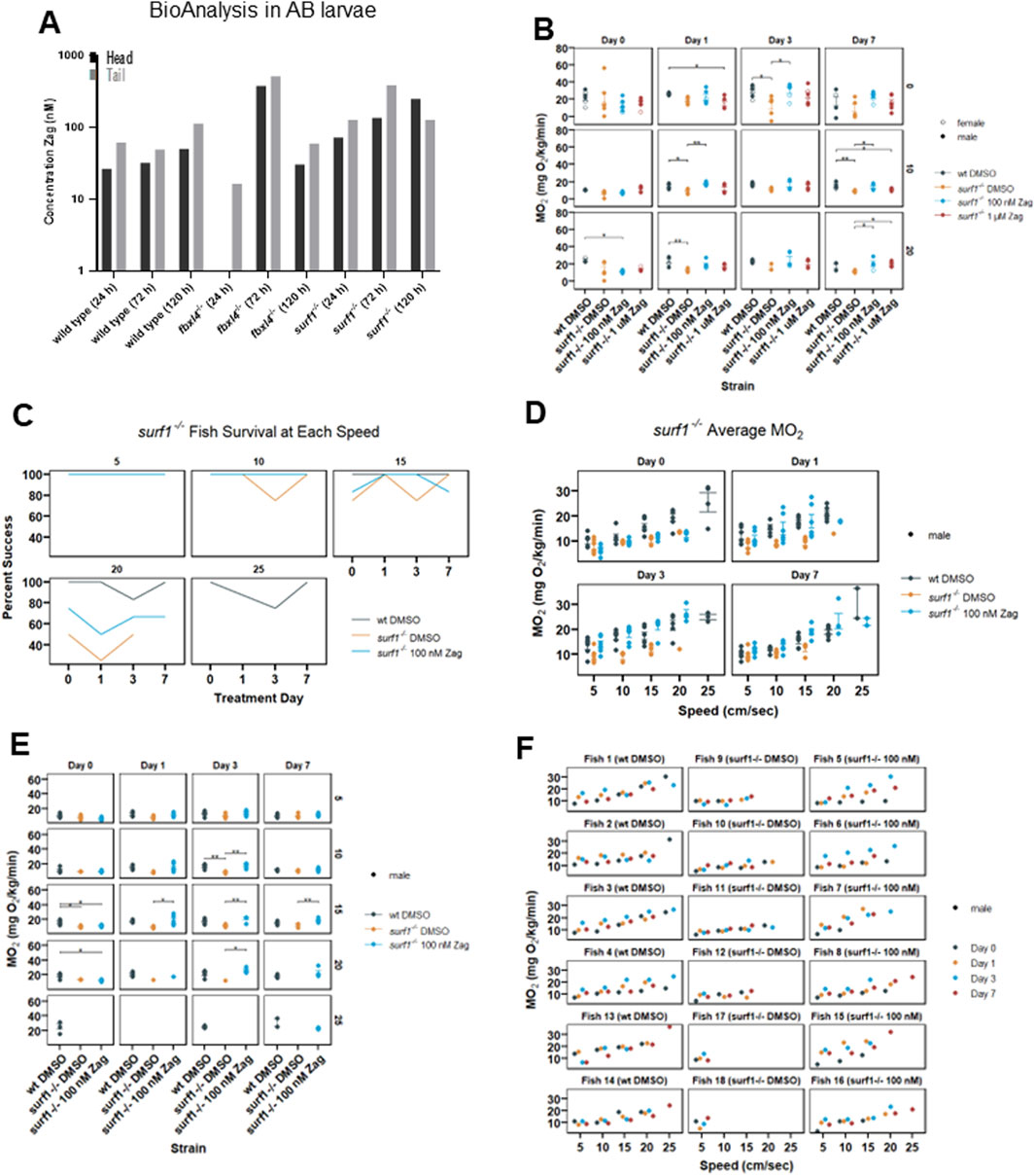 Composite image with six panels displaying data analysis of AB larvae. Panel A shows a bar graph of zag concentration in the head and tail across different strains. Panel B presents MO2 levels at various days for male and female strains. Panel C illustrates fish survival rates at different speeds and days. Panel D compares average MO2 for surf1 strain at different speeds. Panel E depicts MO2 levels by strain over several days. Panel F shows MO2 data for individual fish at varying speeds. Each graph includes legends for clarity.