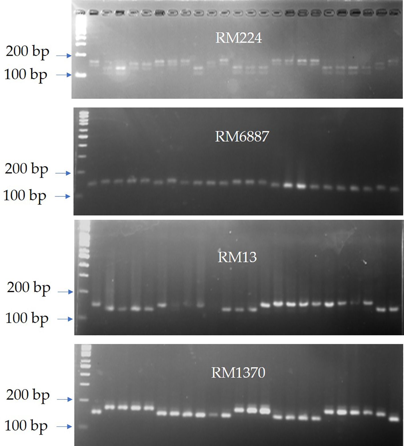 Gel electrophoresis images show DNA bands for four markers labeled RM224, RM6887, RM13, and RM1370. Each panel has bands near the 100 base pair and 200 base pair markers.
