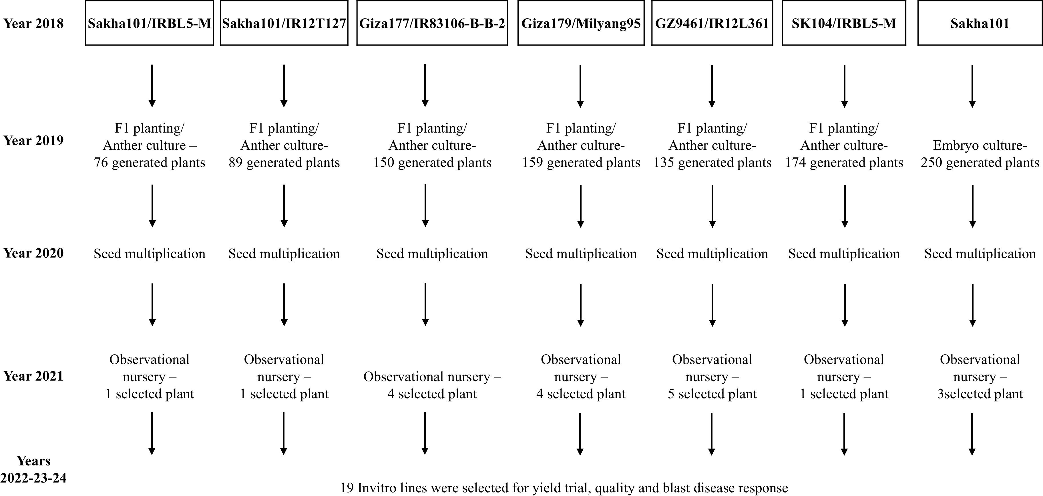 Flowchart illustrating the progression of plant lines from 2018 to 2024 across several breeding stages for different genetic combinations, including Sakha101 and Giza177. Each line forms F1 plants through anther or embryo culture in 2019, followed by seed multiplication in 2020. Observational nursery selection in 2021 identifies one to five plants per line. By 2022-2024, nineteen in vitro lines are selected for yield trials, quality, and blast disease response.