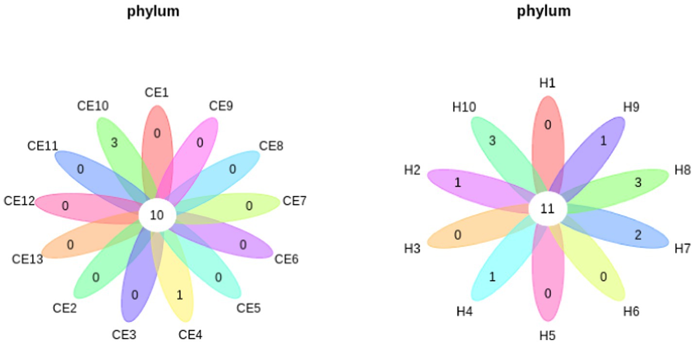 Petal diagrams represent shared and unique microbial phyla across study groups. Central node quantifies core phyla common to all samples; peripheral petals enumerate group-specific phyla, illustrating microbial community overlap and divergence.