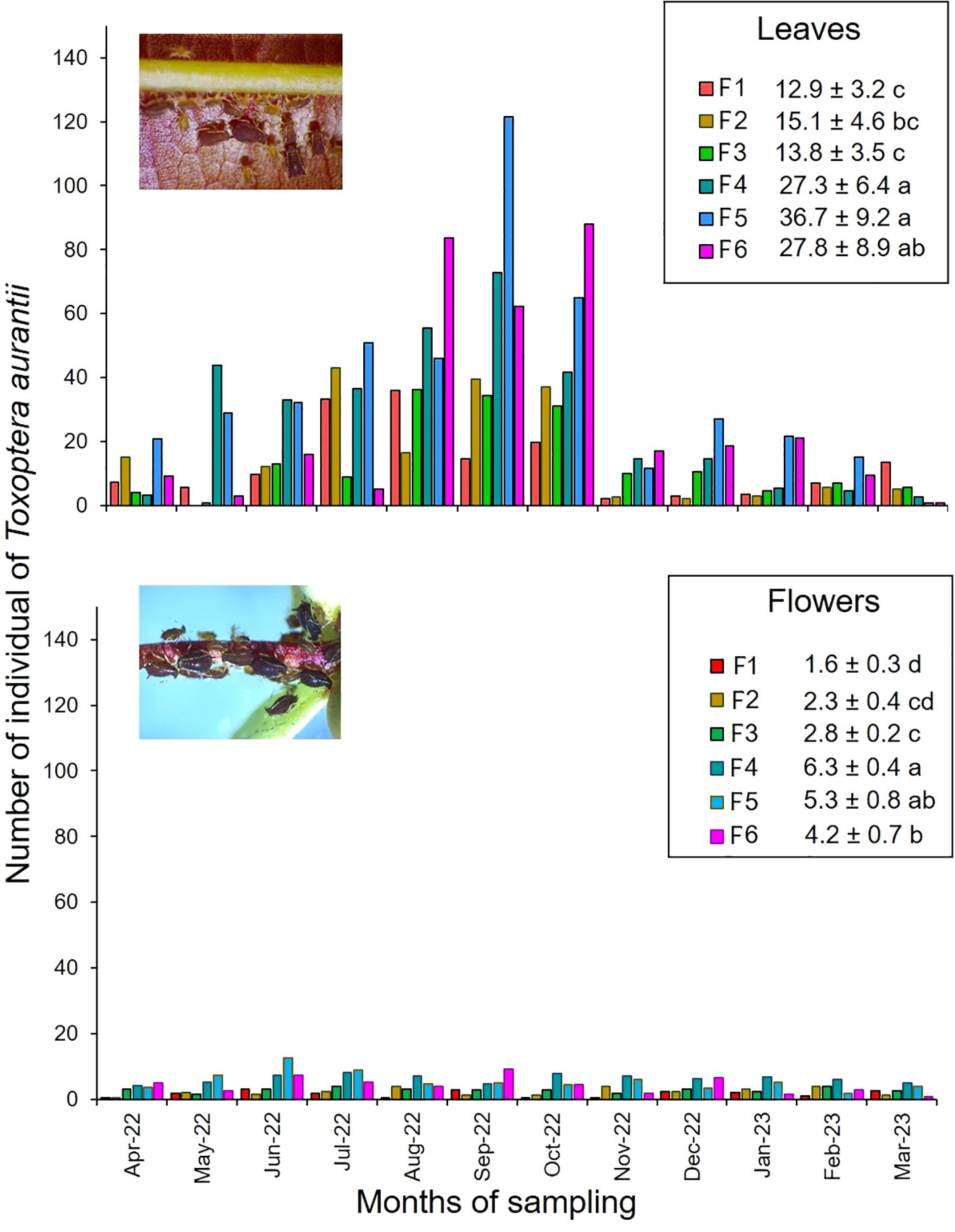 Bar chart illustrating the number of Toxoptera aurantii individuals on leaves and flowers over April 2022 to March 2023. Top chart details numbers on leaves, with a peak in October 2022. Bottom chart shows lower counts on flowers. Insets show images of Toxoptera aurantii on plant surfaces. Color-coded legend indicates different sampling frequencies and corresponding means with errors.