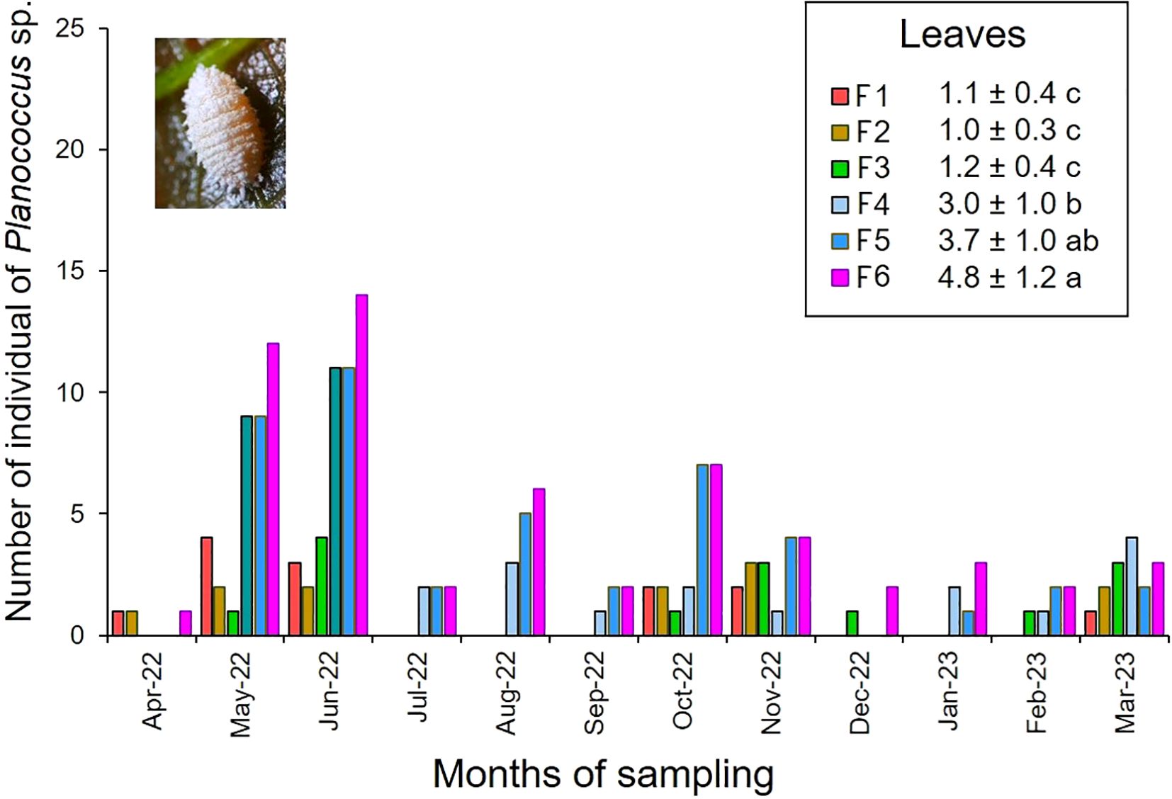Graph showing the number of Planococcus sp. individuals sampled monthly from April 2022 to March 2023. Different colored bars represent six leaf types (F1 to F6). F6 consistently has higher counts, peaking in June 2022. A close-up image of Planococcus sp. is included. A legend shows average values with standard deviations for each leaf type.