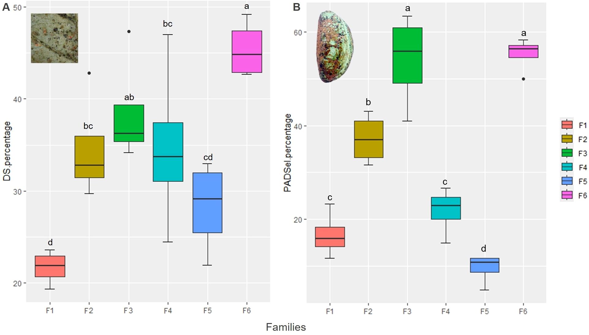 Two box plots labeled A and B compare data for six families (F1 to F6) with distinct colors. Plot A shows DS percentage, with percentages ranging from 20 to 50. Plot B displays PADSel percentage, ranging from 10 to 60. Both plots include labels indicating statistical groupings. Insets showcase images of a slice of material in Plot A and a whole object in Plot B.