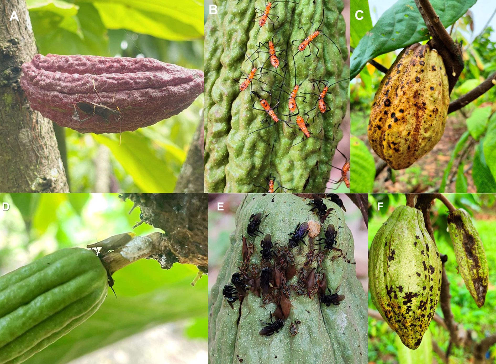 Panel of images showing cacao pods with various insects. (A) Red cacao pod with an insect on it. (B) Green cacao pod covered with small red insects. (C) Yellow cacao pod with dark spots. (D) Green cacao pod with an insect near its stem. (E) Green cacao pod with a cluster of insects on it. (F) Green cacao pod with black spots and a smaller pod nearby.