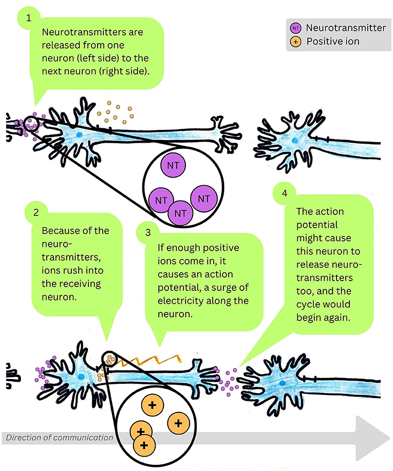 Diagram illustrating neuron communication. Four numbered steps with green text bubbles explain the process. Step 1: Neurotransmitters are released from one neuron to another. Step 2: Neurotransmitters cause ions to enter the receiving neuron. Step 3: Positive ions trigger an action potential, a surge of electricity. Step 4: The action potential causes the neuron to release neurotransmitters, continuing the cycle. Key at the top right shows purple circles as neurotransmitters and orange circles as positive ions. An arrow at the bottom indicates the communication direction.