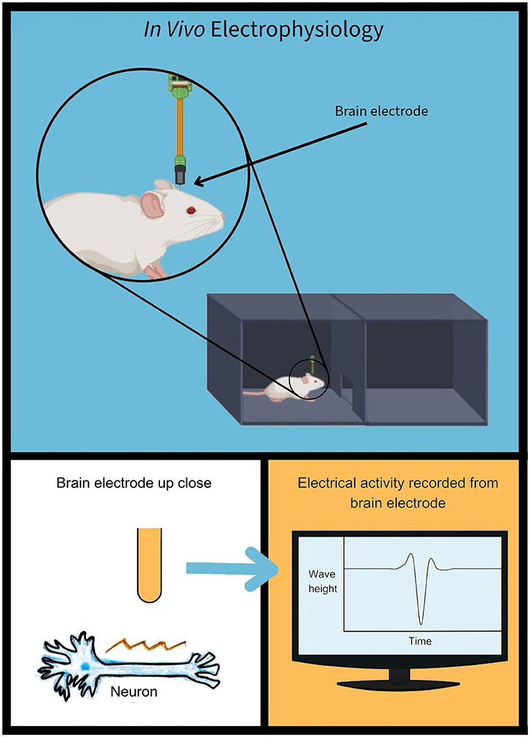 Diagram of in vivo electrophysiology showing a mouse with a brain electrode inserted, housed in a cage. A close-up illustrates the electrode's interaction with a neuron. A graph displays electrical activity recorded, depicting wave height over time.