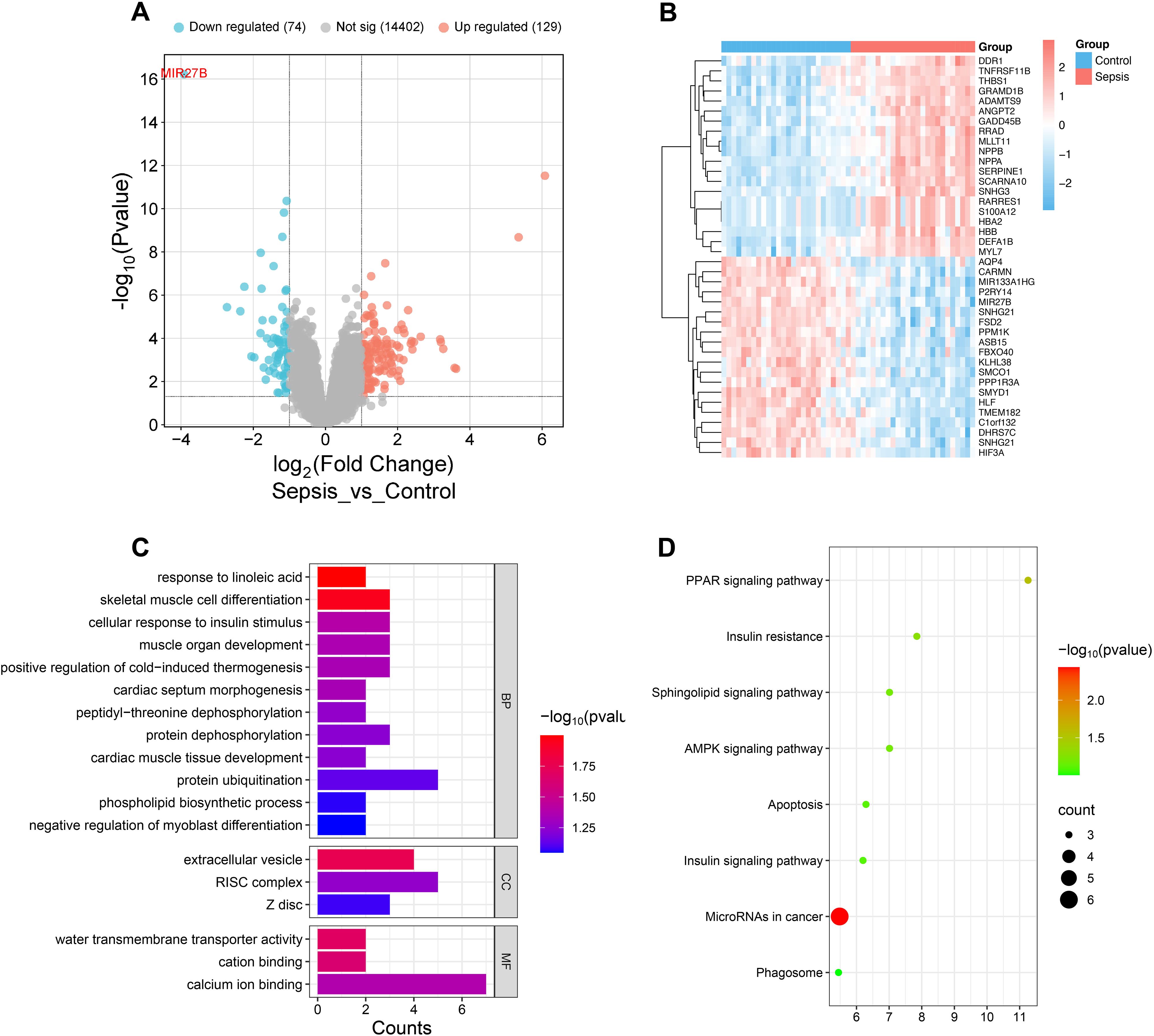 Panel A displays a volcano plot showing gene expression changes, with upregulated genes in red, downregulated in blue, and non-significant in gray. Panel B presents a heatmap of gene expression, comparing control and sepsis groups. Panel C is a bar chart illustrating counts of biological processes and molecular functions, colored by p-value. Panel D shows a bubble plot of pathways affected in sepsis, with bubble size representing count and color indicating p-value.