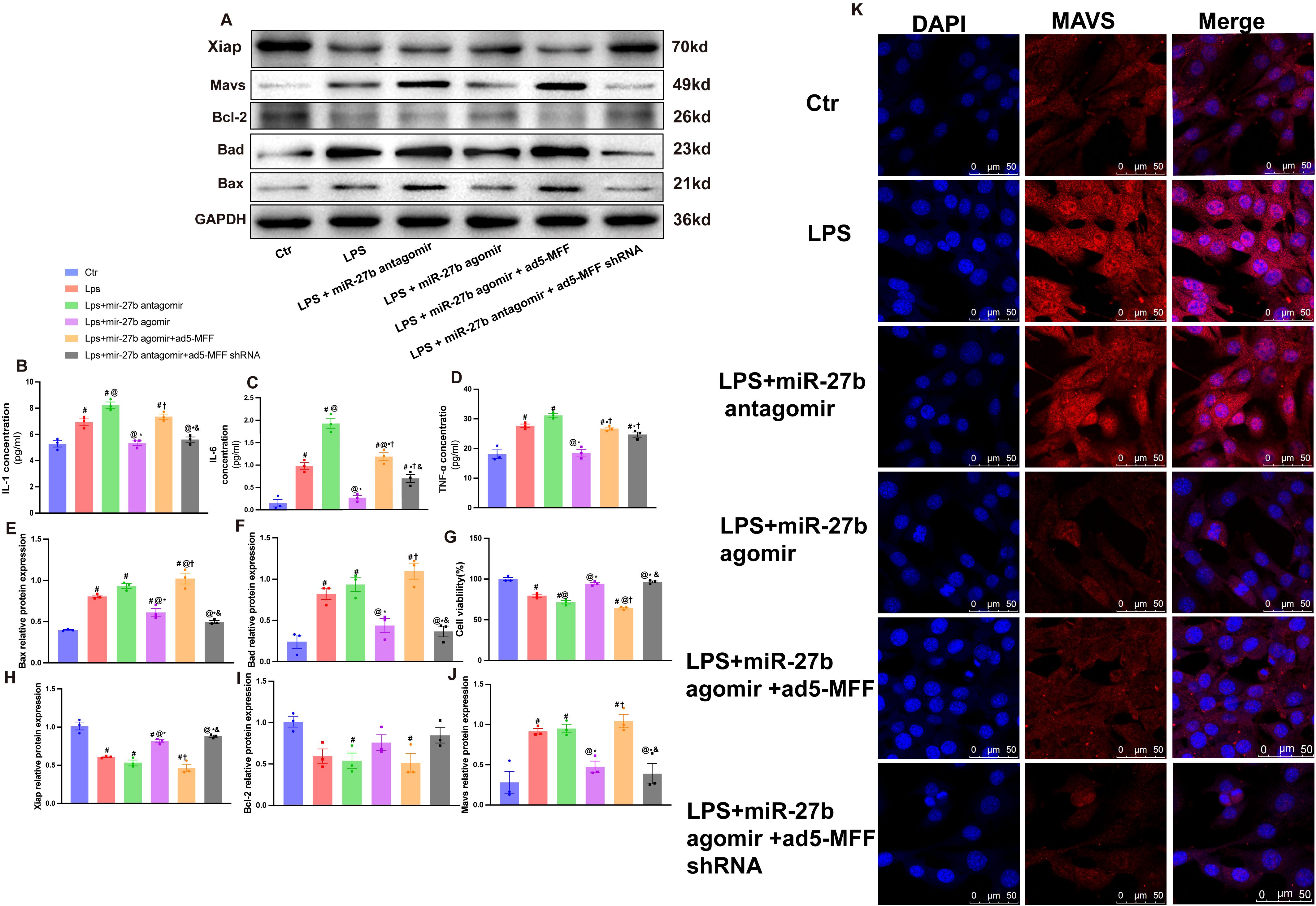 Western blot and fluorescence microscopy images compare protein expression levels and cellular staining under different treatment conditions, including LPS, miR-27b antagomir, and agomir. Graphs display quantifications of IL-1, IL-6, TNF-alpha, Bax, Bcl-2, cell viability, Xiap, Mavs levels across treatments.