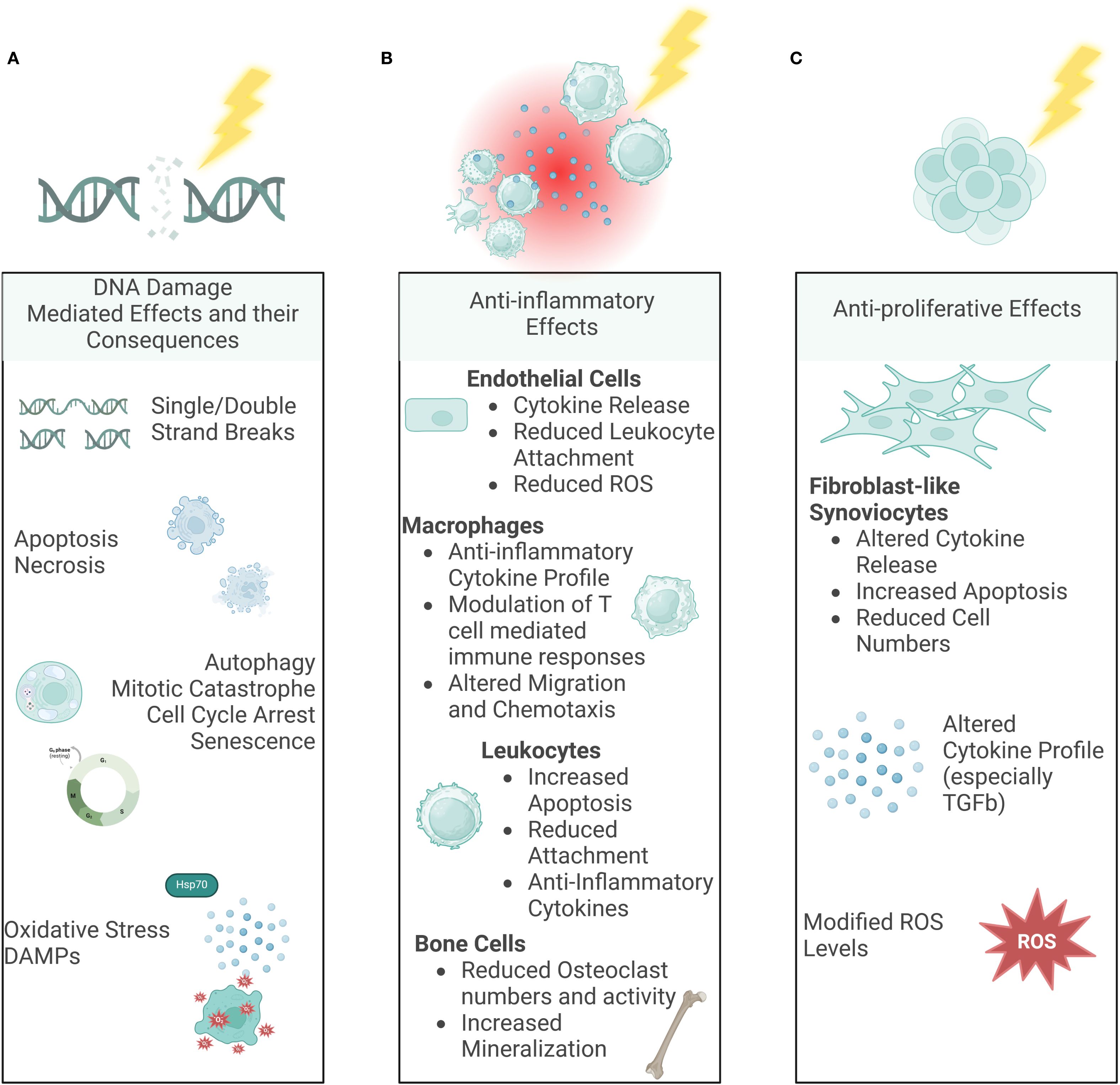 Illustration showing effects of gene modification. Panel A depicts DNA damage and consequences like strand breaks, apoptosis, and oxidative stress. Panel B illustrates anti-inflammatory effects, including reduced cytokine release and ROS in endothelial cells, and altered macrophage activity. Panel C shows anti-proliferative effects such as increased apoptosis and reduced cell numbers in fibroblast-like synoviocytes.