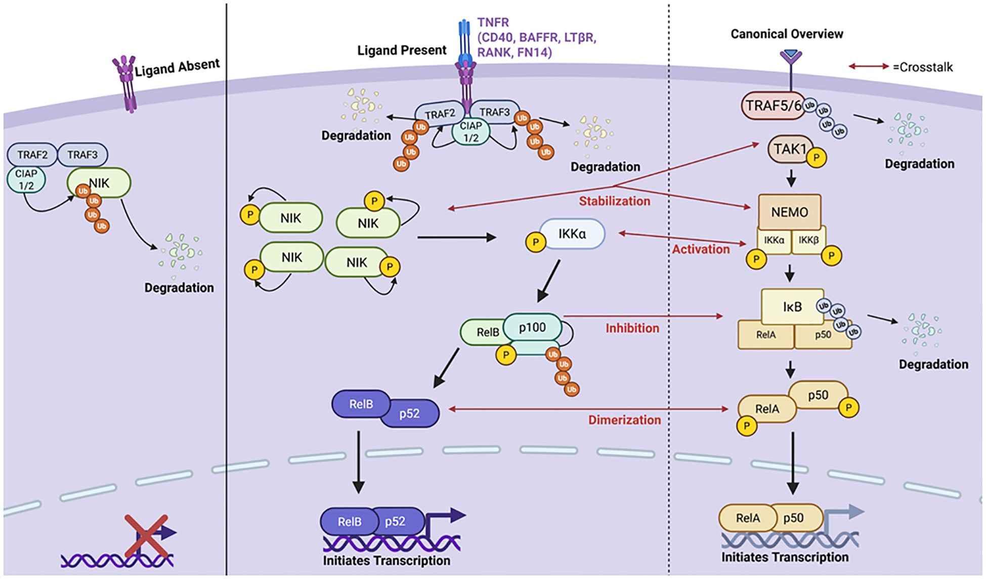 Diagram illustrating the NF-κB signaling pathways. It compares the ligand-absent and ligand-present states and their effects on molecule degradation and stabilization. In the ligand-absent state, NIK degrades. In the ligand-present state, NIK stabilizes and activates IKKα, leading to RelB/p100 phosphorylation and subsequent transcription initiation. The canonical overview shows TRAF5/6 interaction with TAK1, NEMO, and IκB, leading to the degradation of IκB and transcription initiation by RelA/p50 dimer. Crosstalk between pathways is indicated.
