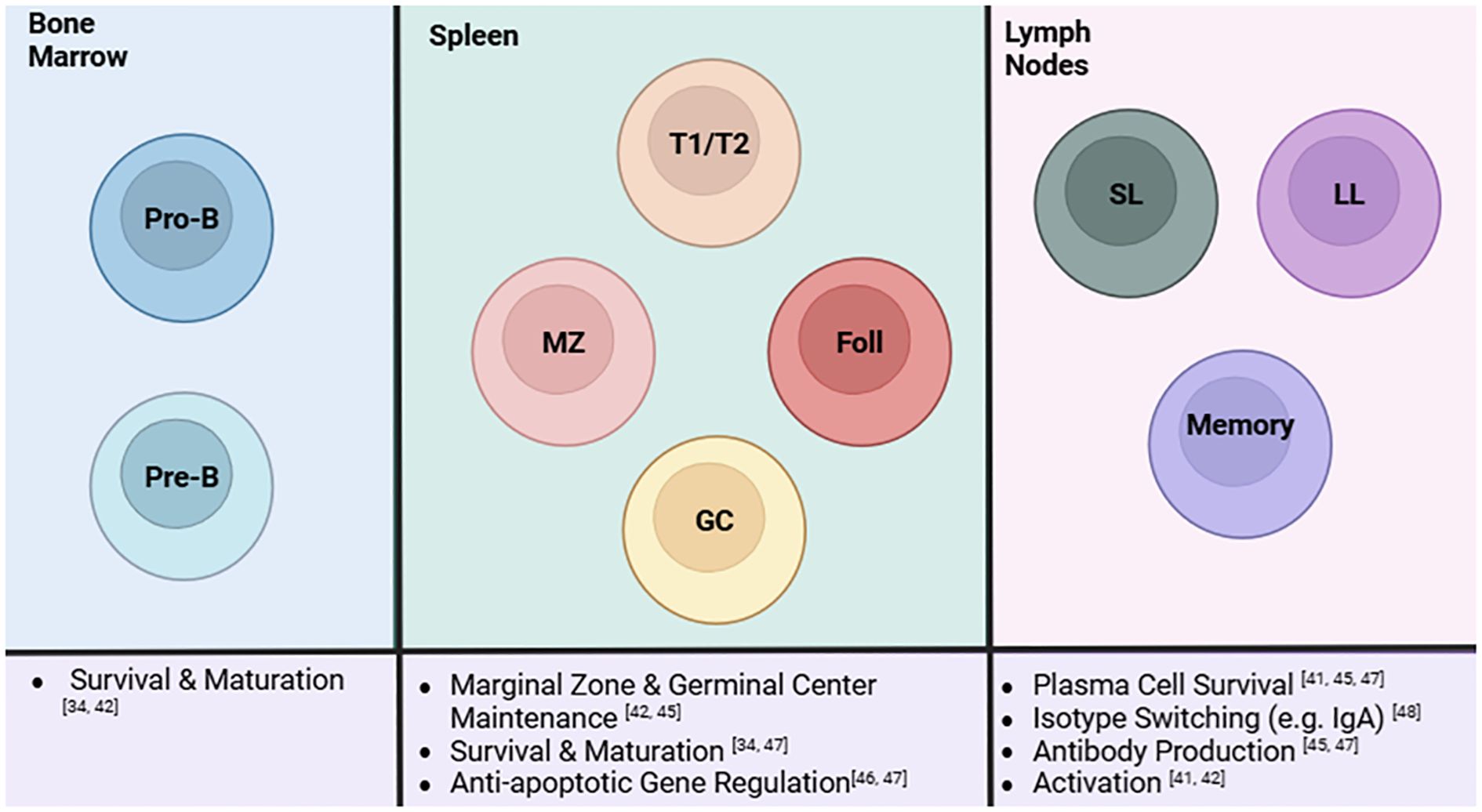 Diagram showing B cell development stages across the bone marrow, spleen, and lymph nodes. Bone marrow has Pro-B and Pre-B cells. The spleen includes T1/T2, MZ, Foll, and GC cells. Lymph nodes feature SL, LL, and Memory cells. Functions and processes like survival, maturation, activation, and antibody production are listed below each section.