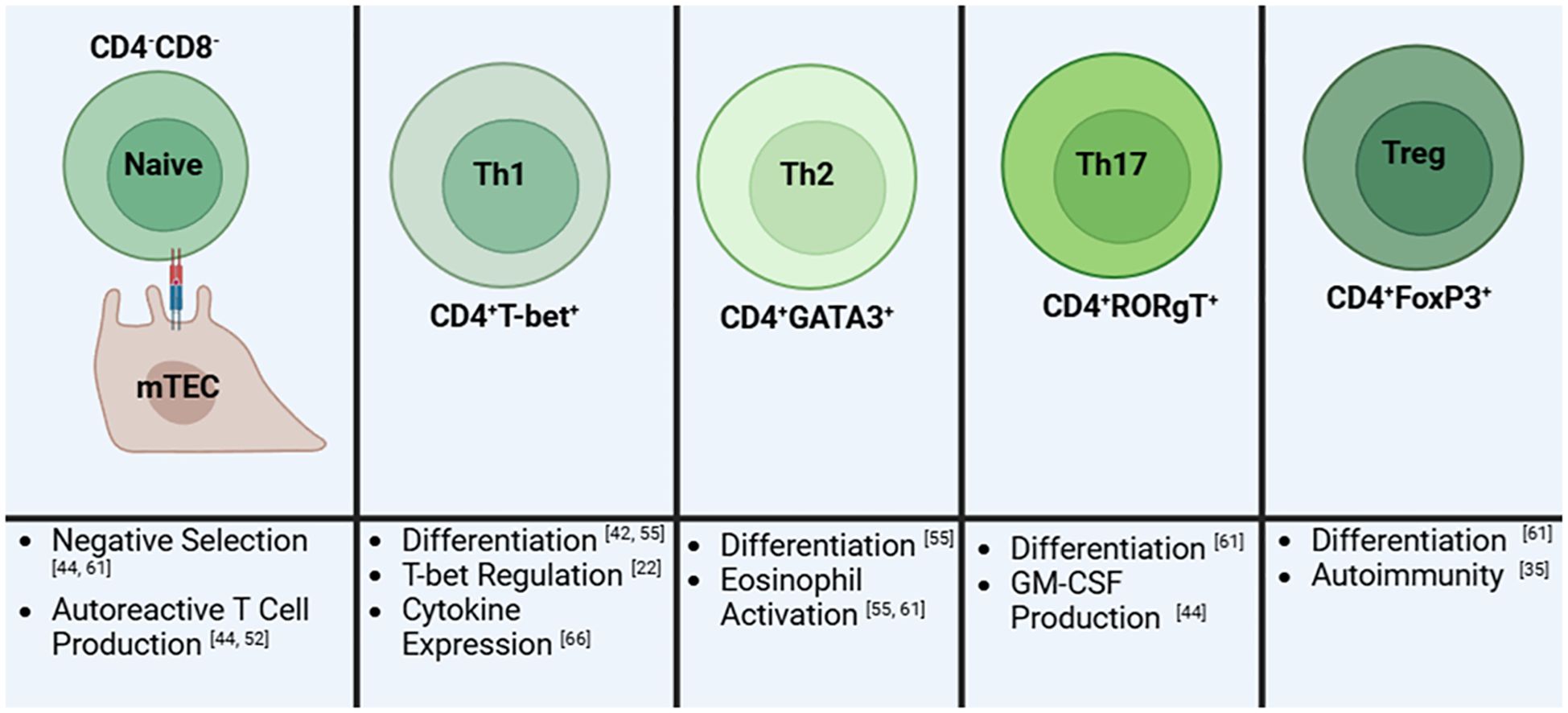 Diagram showing differentiation of CD4+ T cells into various subtypes: Naive CD4-CD8-, Th1 CD4+T-bet+, Th2 CD4+GATA3+, Th17 CD4+RORγT+, and Treg CD4+FoxP3+. Each subtype is associated with specific functions such as cytokine expression, eosinophil activation, GM-CSF production, and autoimmunity. The naive cells interact with mTECs for negative selection and autoreactive T cell production.