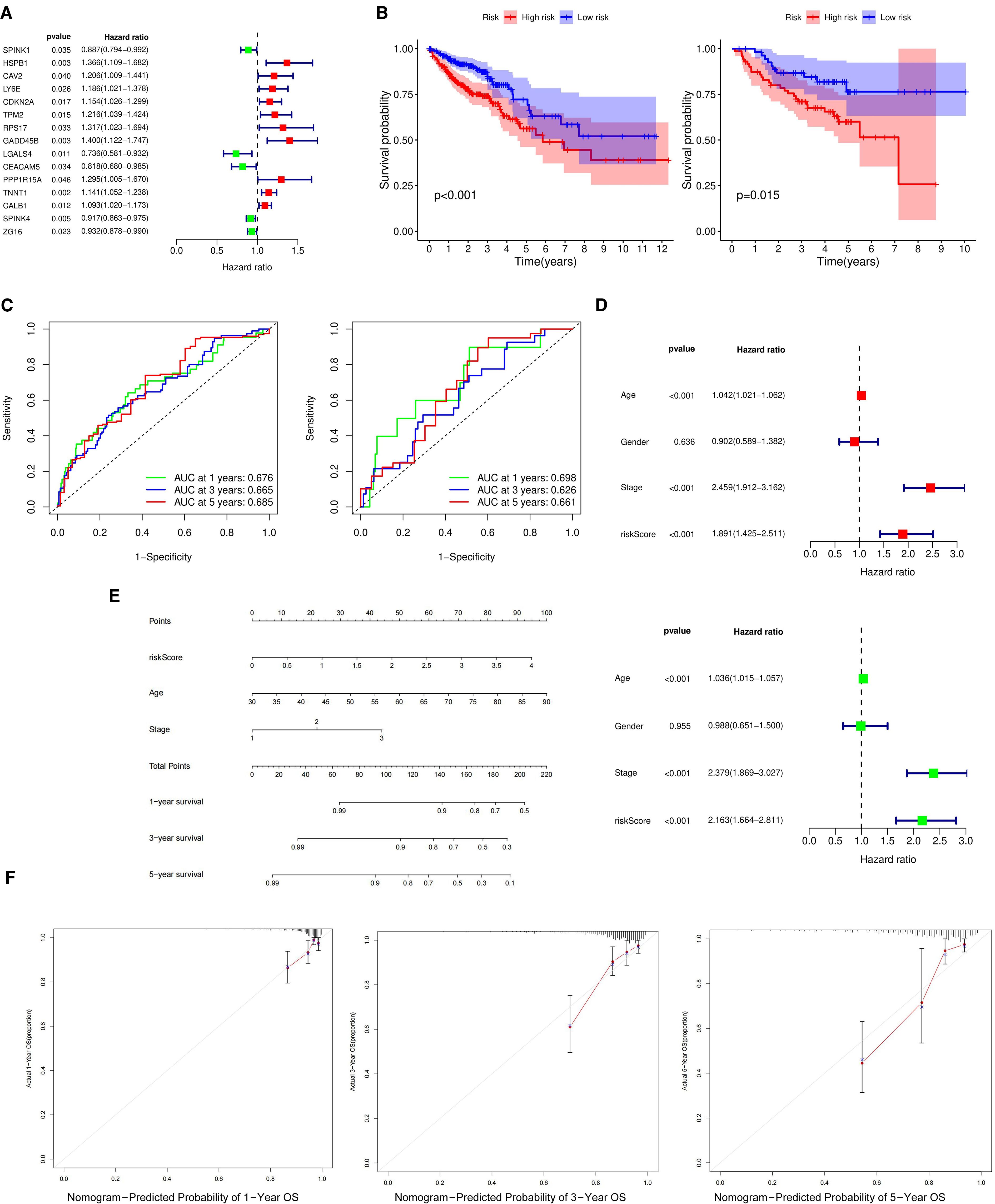 A multi-panel image depicts statistical analyses and survival predictions in cancer research: A. A forest plot shows hazard ratios for various genes with confidence intervals. B. Kaplan-Meier curves compare survival probabilities between high and low-risk groups over time. C. ROC curves display sensitivity and specificity at 1, 3, and 5 years. D. A second forest plot illustrates hazard ratios for age, gender, stage, and risk scores. E. A nomogram predicts 1, 3, and 5-year survival based on risk score and other variables. F. Calibration plots compare predicted and observed survival probabilities at 1, 3, and 5-year intervals.