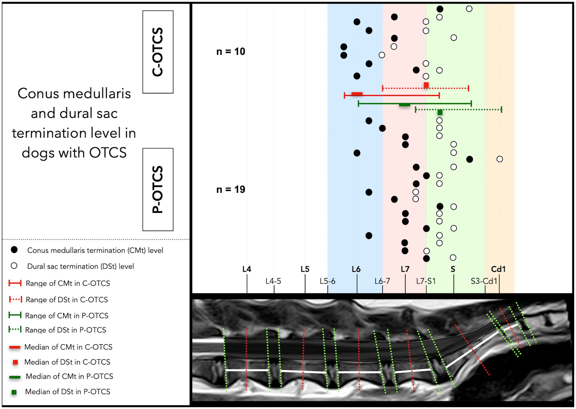 Chart displaying individual and group data for conus medullaris and dural sac termination levels in dogs with C-OTCS and P-OTCS. Black dots mark conus medullaris terminations; open circles mark dural sac terminations across vertebral segments L4 to Cd1. Red lines represent C-OTCS cases, green lines represent P-OTCS. The figure includes median and range values for each group.