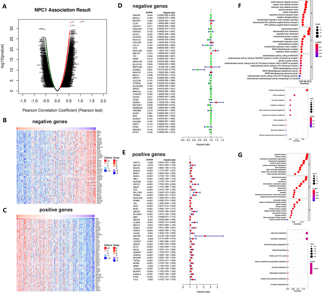 Graphical representation of gene analysis results related to NPC1. Panel A shows a volcano plot illustrating Pearson correlation coefficients. Panels B and C display heatmaps of negative and positive genes, respectively. Panels D and E show forest plots with hazard ratios for negative and positive genes. Panels F and G provide dot plots for gene ontology enrichment, indicating biological processes and pathways, with dot size representing count and color denoting significance level.