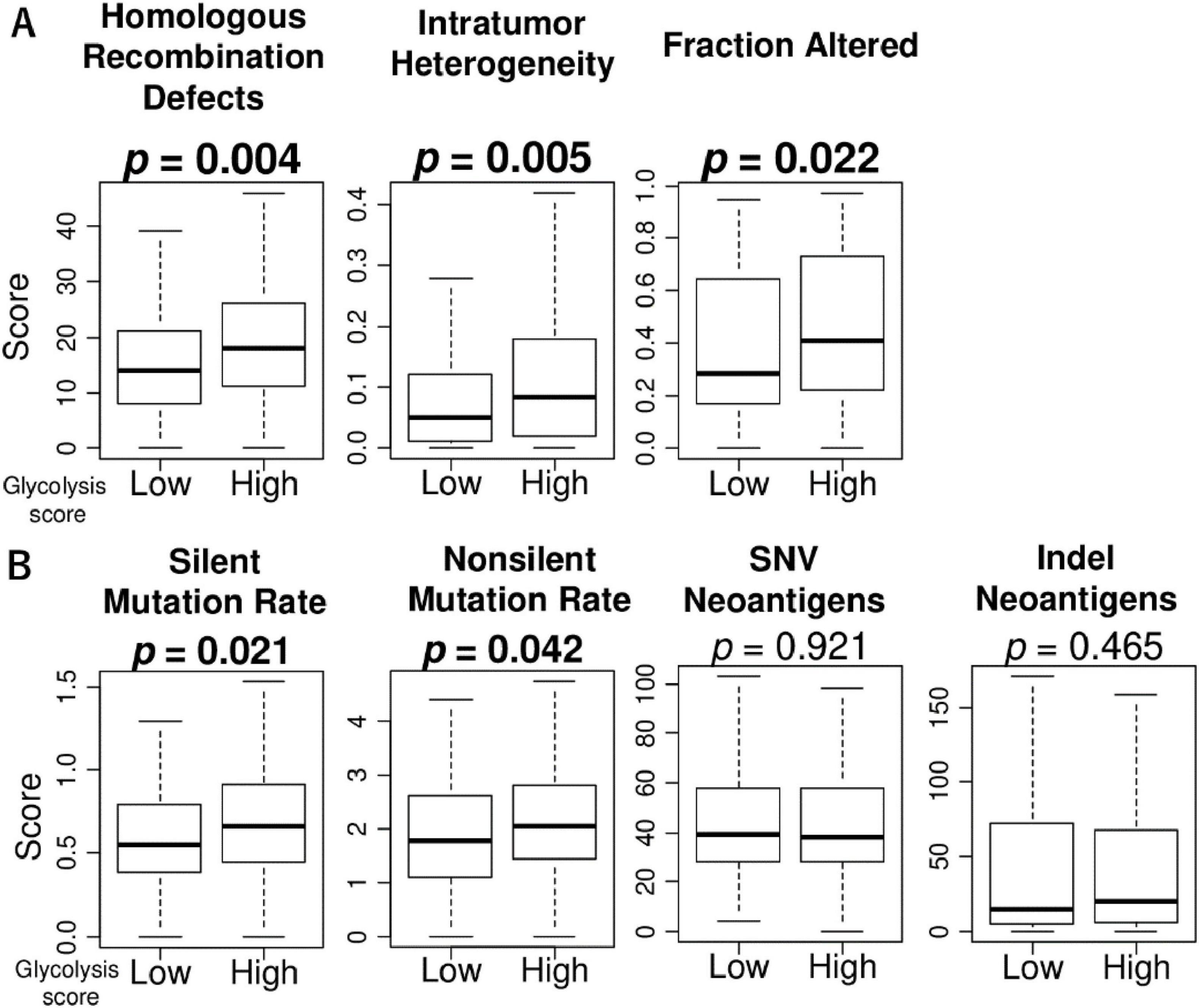 Box plots displaying various metrics related to glycolysis scores, divided into low and high categories. Panel A shows homologous recombination defects, intratumor heterogeneity, and fraction altered, with significant p-values of 0.004, 0.005, and 0.022, respectively. Panel B illustrates silent mutation rate, nonsilent mutation rate, SNV neoantigens, and indel neoantigens, with p-values of 0.021, 0.042, 0.921, and 0.465, indicating significance in the first two metrics.