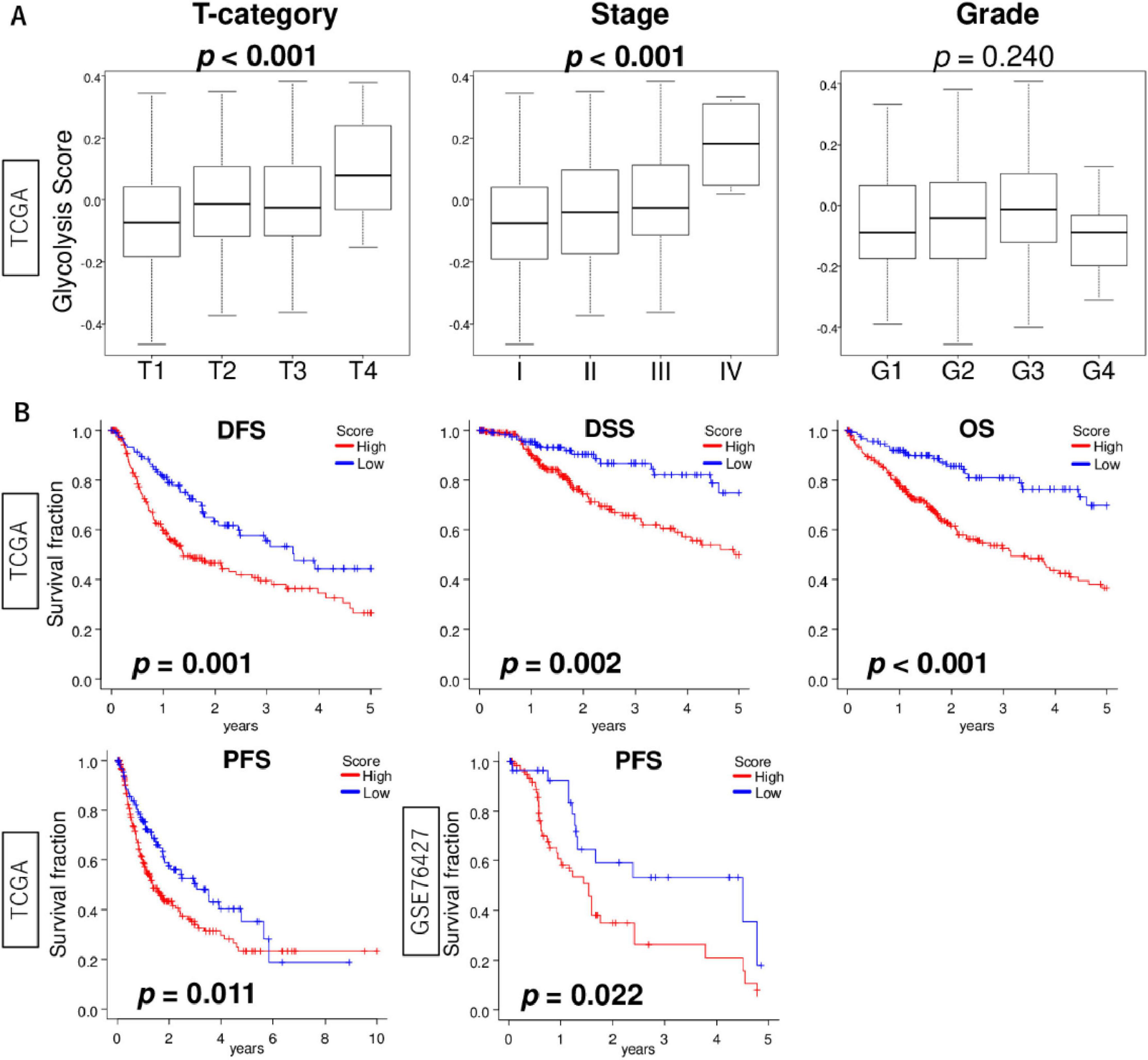 Box plots and Kaplan-Meier survival curves show relationships between glycolysis scores and clinical features from TCGA data. Box plots indicate significant differences in glycolysis scores by T-category and stage, but not grade. Kaplan-Meier plots show significant differences in disease-free survival (DFS), disease-specific survival (DSS), and overall survival (OS) for high versus low scores. P-values indicate statistical significance.
