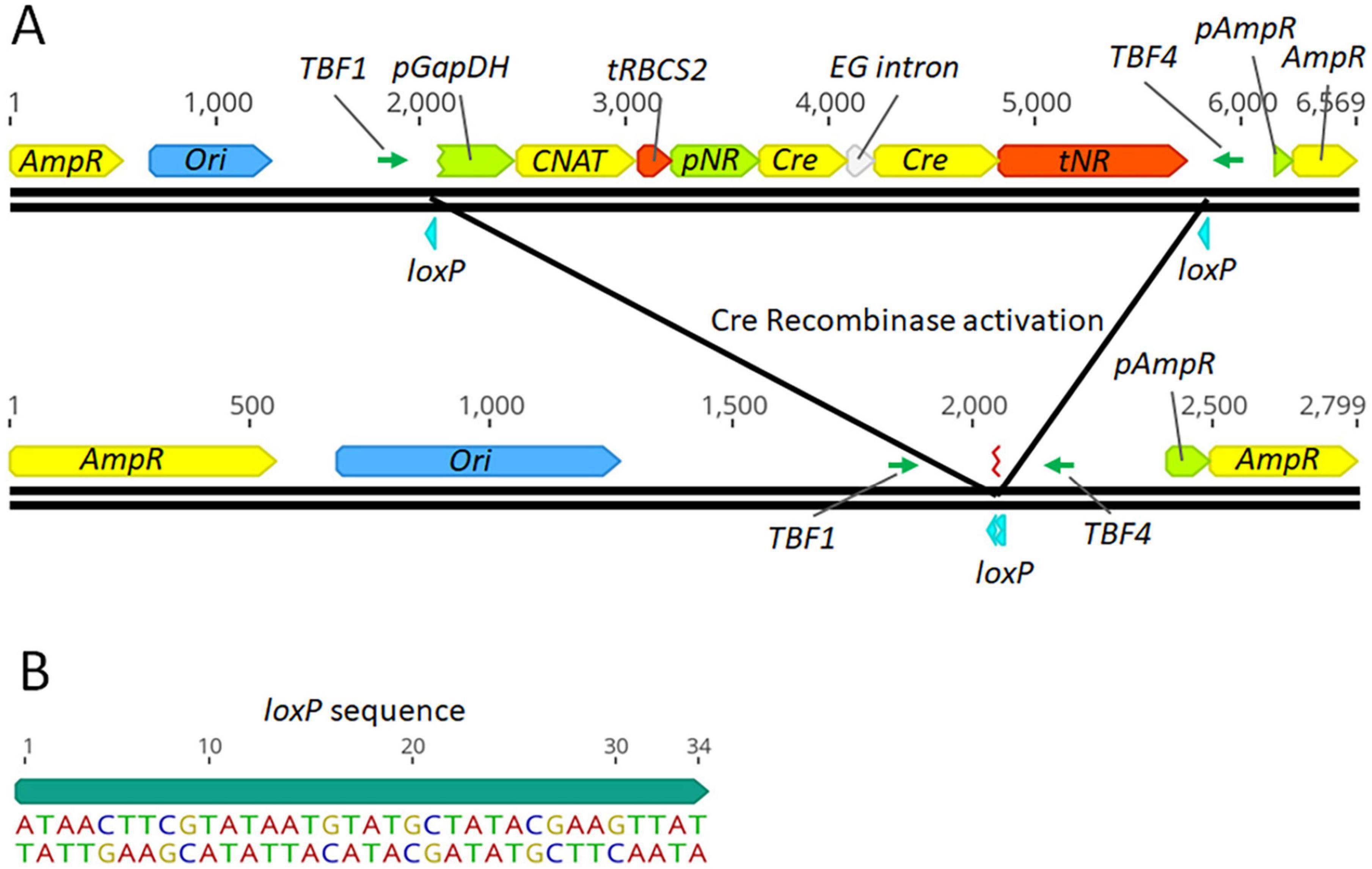Diagram illustrating Cre-Lox recombination system. Part A shows genetic elements in a plasmid, including AmpR, Ori, and loxP sites for Cre recombinase activation. Plasmid is cleaved to remove a segment containing Cre and tNR, facilitated by loxP. Part B provides the loxP sequence with the nucleotide arrangement highlighted.
