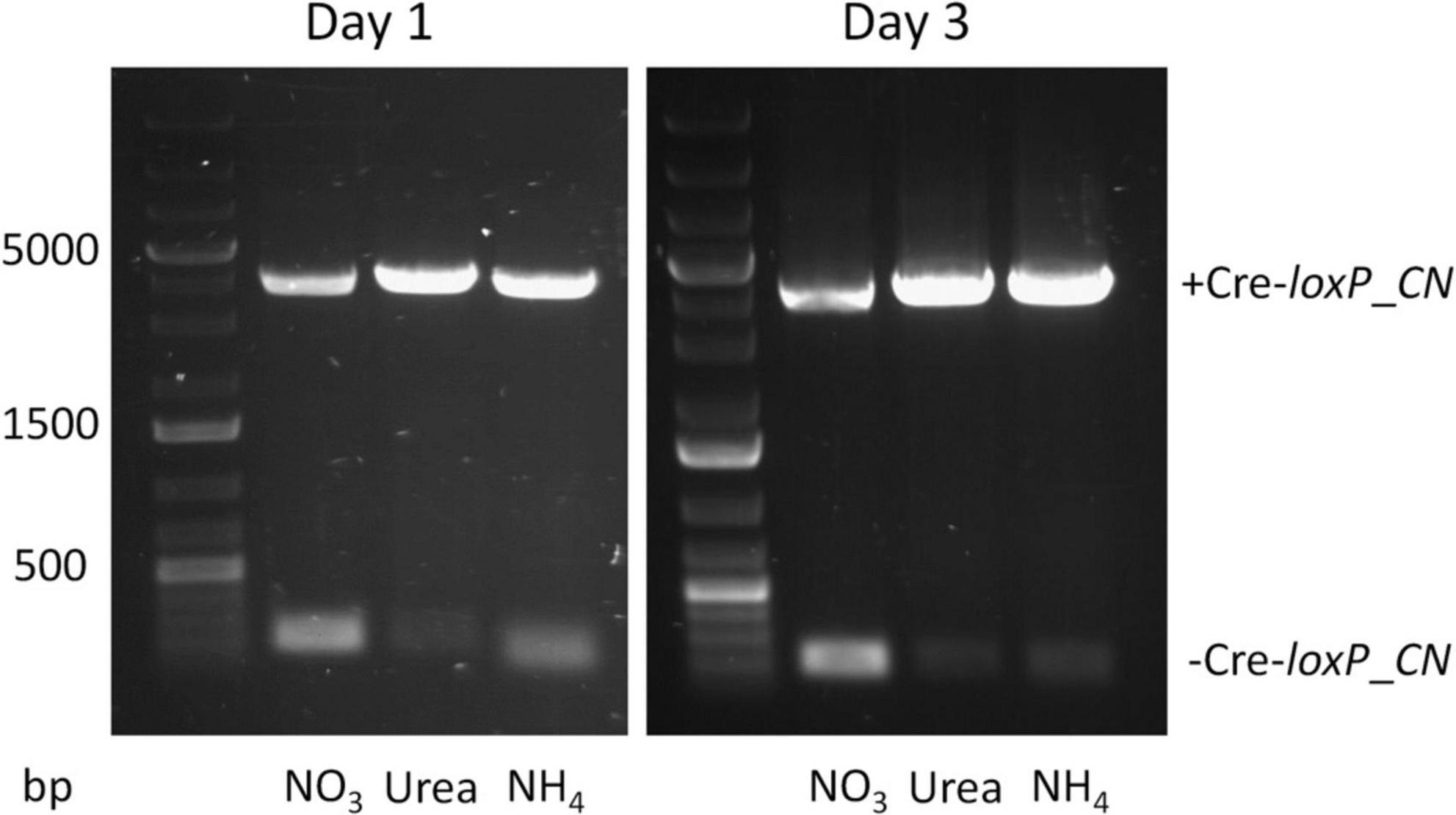 Gel electrophoresis image showing DNA bands for samples treated with NO3, Urea, and NH4 on Day 1 and Day 3. Day 1 lanes show bands near 500 bp. Day 3 lanes show distinct bands above 500 bp, with variations for the +Cre-loxP_CN and -Cre-loxP_CN conditions. A molecular weight marker with bands at 500, 1500, and 5000 bp is included.