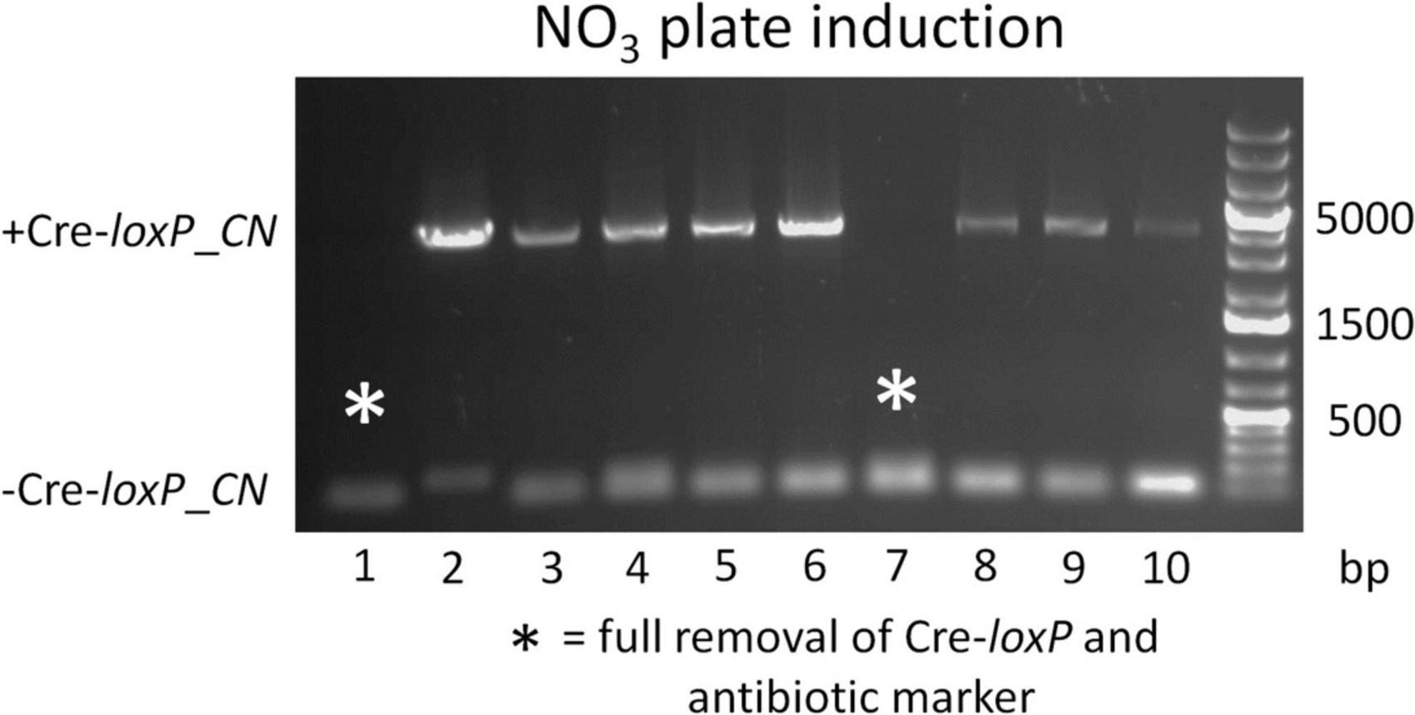Gel electrophoresis results showing bands from samples labeled +Cre-loxP_CN and -Cre-loxP_CN. Lanes 3 and 8 under +Cre-loxP_CN are marked with asterisks, indicating full removal of Cre-loxP and antibiotic marker. A DNA ladder is visible on the far right, labeled with sizes: 500, 1500, and 5000 base pairs.
