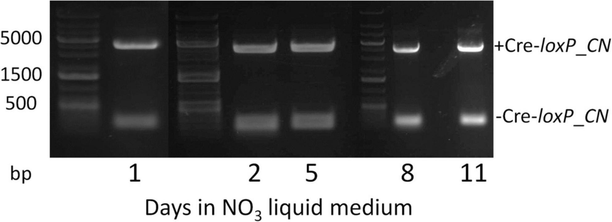 Gel electrophoresis image showing DNA band patterns over 1, 2, 5, 8, and 11 days in nitrate liquid medium. Two samples, +Cre-loxP_CN and -Cre-loxP_CN, are compared. DNA ladders indicate band sizes at 500, 1500, and 5000 base pairs.