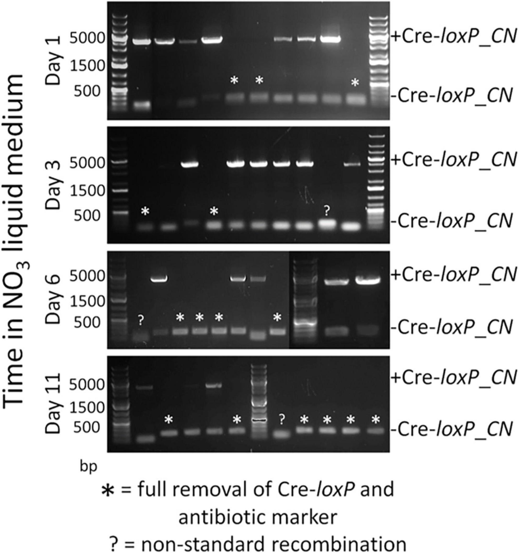 Comparison of DNA gel electrophoresis results for samples at different time points in NO3 liquid medium. Each panel (Day 1, Day 3, Day 6, Day 11) shows two lanes labeled +Cre-loxP_CN and –Cre-loxP_CN, with annotated bands. Asterisks indicate full removal of Cre-loxP and antibiotic marker, while question marks indicate non-standard recombination. Molecular weight markers on the left show size in base pairs (500 to 5000).