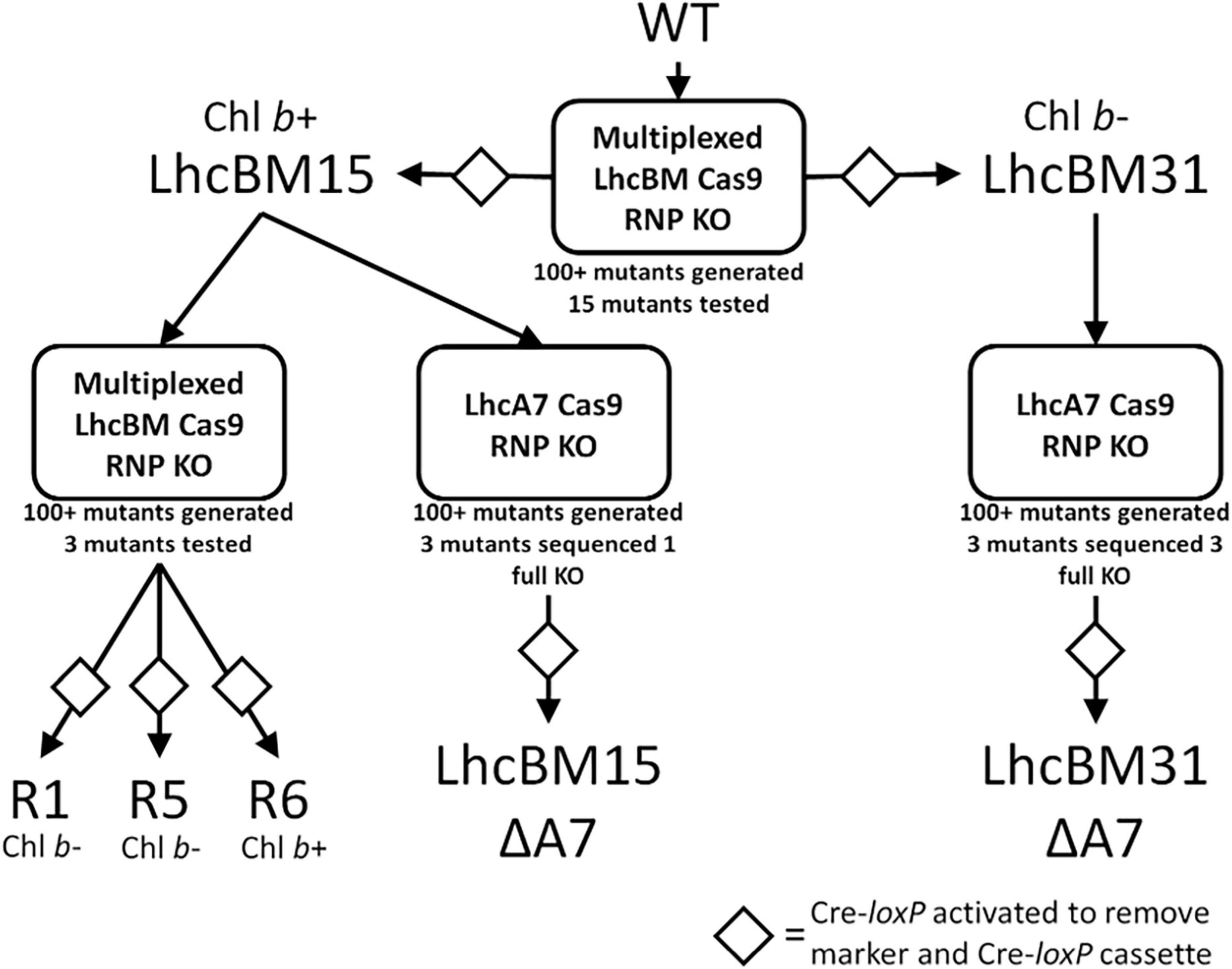 Flowchart illustrating CRISPR-mediated knockouts in plants. Starting from wild type (WT), the process diverges into Chl b positive (LhcBM15) and Chl b negative (LhcBM31) paths. Each path involves multiplexed Cas9 knockouts (KO) generating over one hundred mutants, followed by testing and sequencing. Key outcomes include mutants R1, R5, and R6 in the LhcBM15 path and knockout LhcBM31 ΔA7 in the LhcBM31 path. Diamonds indicate Cre-loxP activation for marker removal.