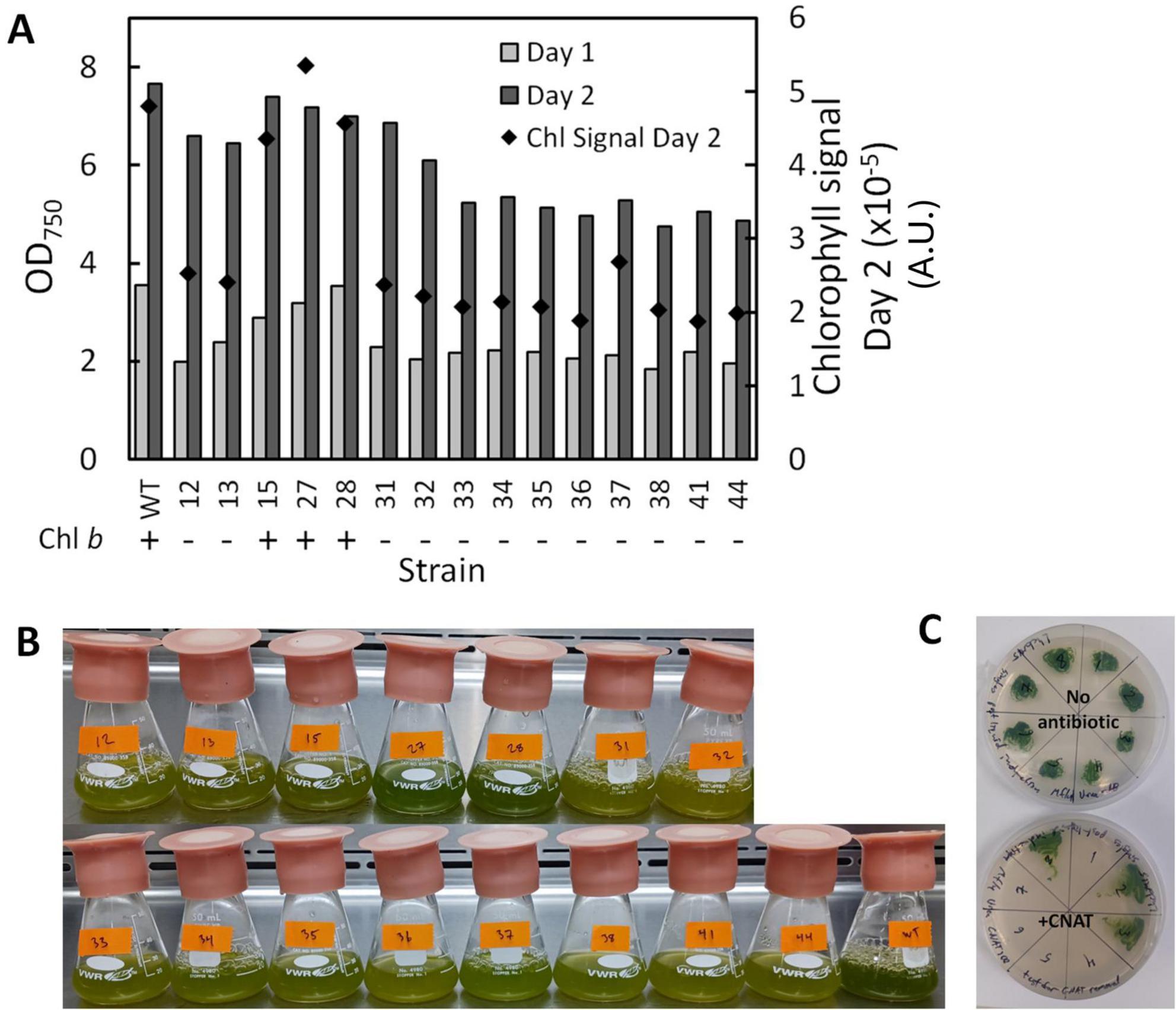 (A) Bar graph showing optical density (OD) at 750 nm and chlorophyll signal for various strains, with bars representing days one and two, and diamonds indicating chlorophyll signal on day two. (B) Two rows of conical flasks containing green and yellow liquid cultures labeled with strain numbers. (C) Petri dishes displaying bacterial growth; one with no antibiotic and one with cNAT antibiotic.