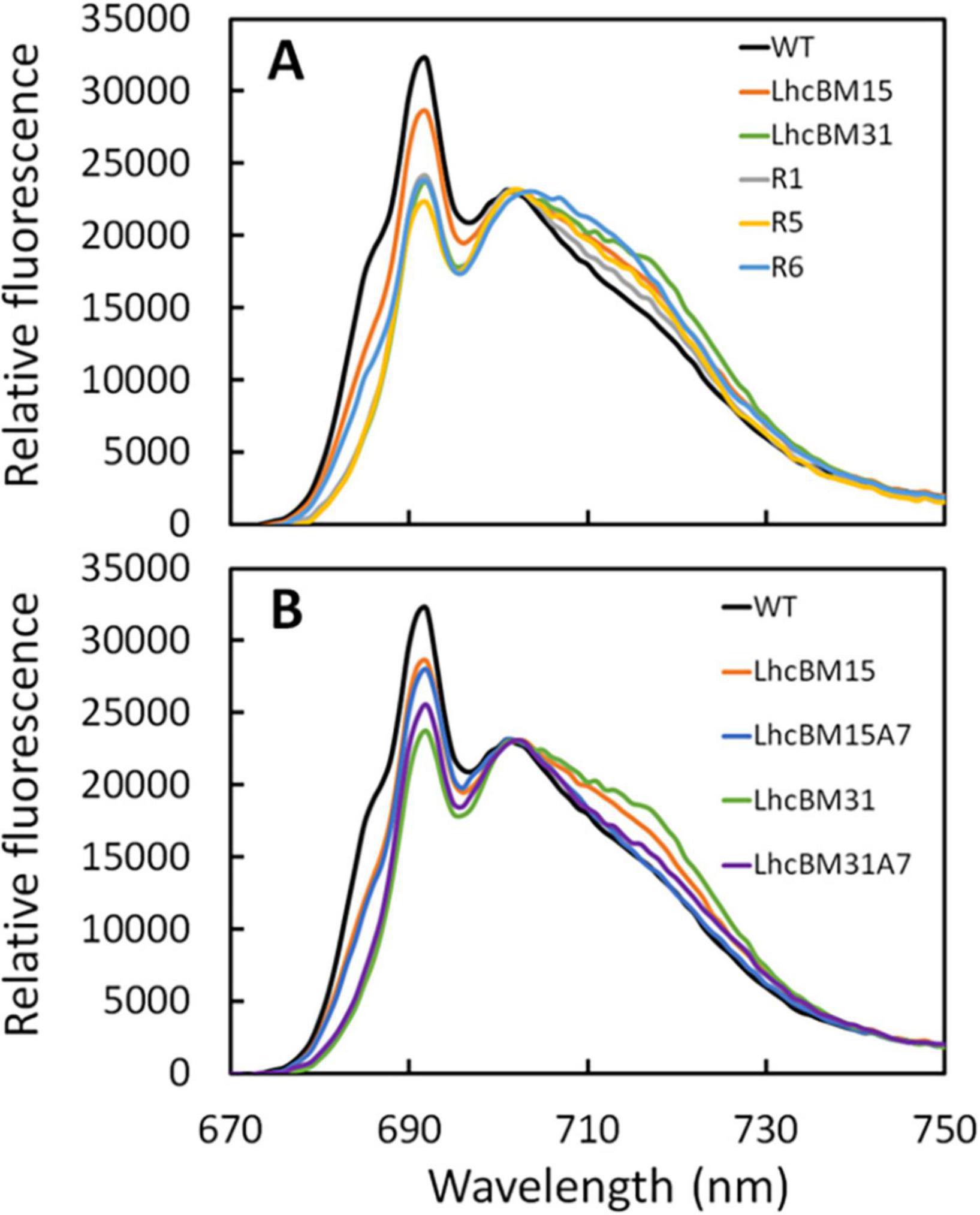 Graph with two plots labeled A and B, showing relative fluorescence against wavelength in nanometers (nm) from 670 to 750 nm. Both plots display multiple, colored lines, representing different conditions: WT, LhcBM15, LhcBM31, R1, R5, and R6 in A; WT, LhcBM15, LhcBM15A7, LhcBM31, and LhcBM31A7 in B. Peaks are visible in both plots.