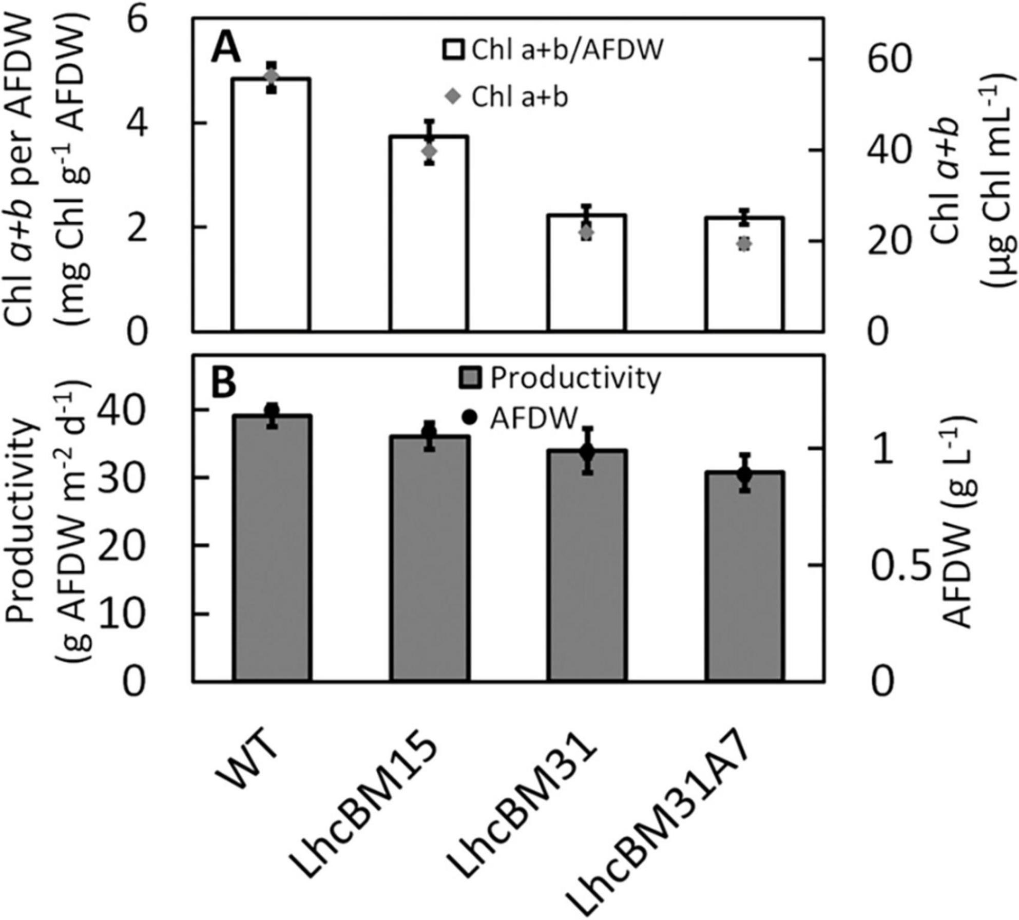 “Bar graphs showing chlorophyll and productivity measures for different plant types. Graph A: Chlorophyll (Chl a+b) per AFDW and Chl a+b levels for WT, LhcBM15, LhcBM31, and LhcBM31A7, with varying heights indicating different quantities. Graph B: Productivity in grams of AFDW per square meter per day compared to AFDW levels, showing similar trends across the plant types WT, LhcBM15, LhcBM31, and LhcBM31A7. Error bars indicate variability.”
