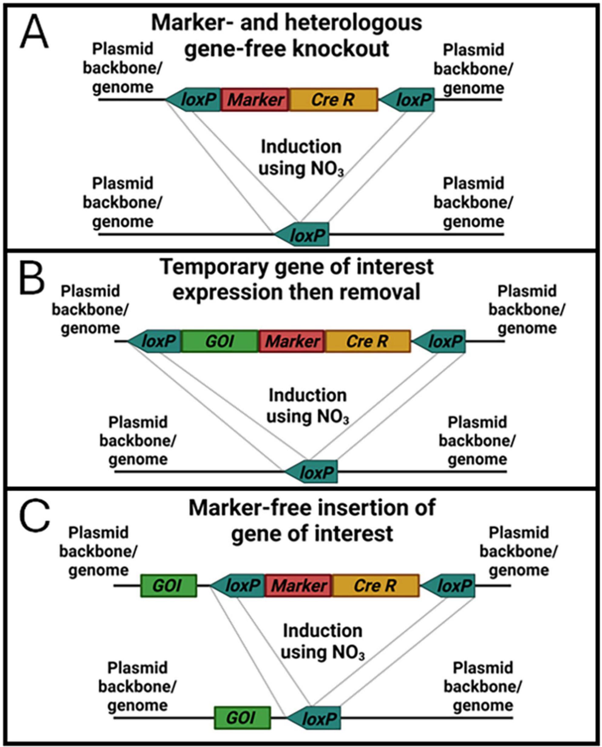 “Diagram illustrating three genetic modification strategies: A) Marker- and heterologous gene-free knockout, with “loxP,” “Marker,” and “Cre R” regions. B) Temporary gene of interest expression, then removal, featuring “loxP,” “GOI,” “Marker,” and “Cre R.” C) Marker-free insertion of gene of interest, highlighting “GOI,” “loxP,” “Marker,” and “Cre R.” Each uses nitrate (NO3) induction.”