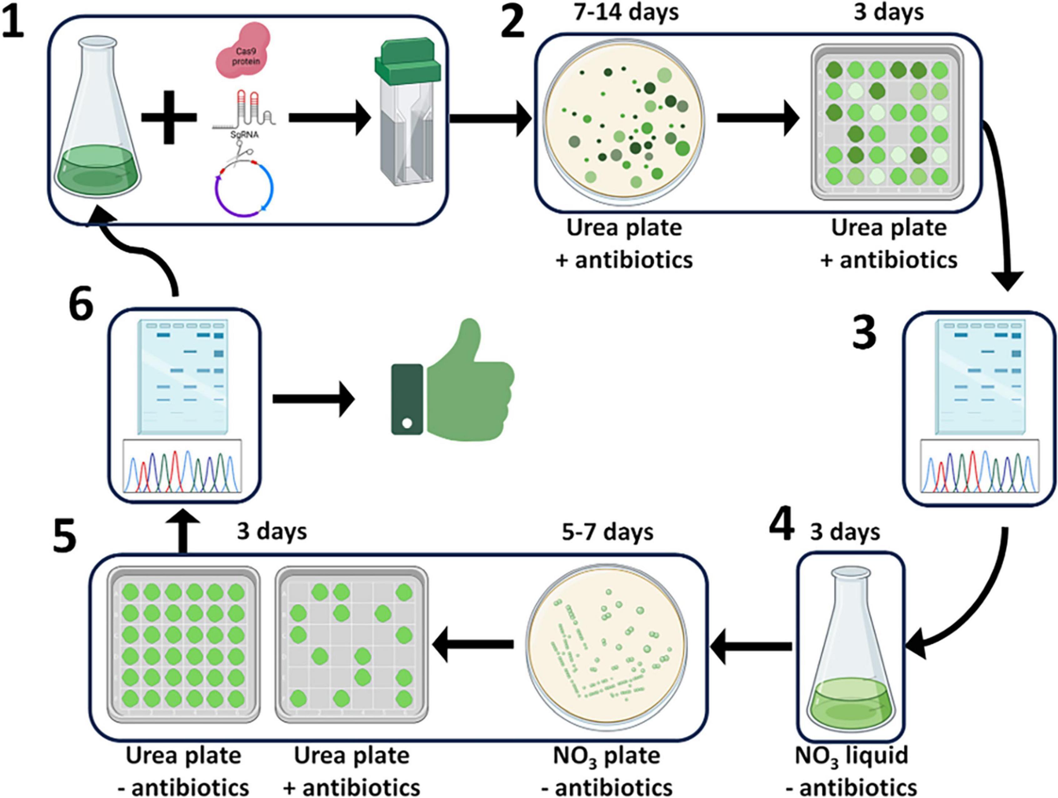 Flowchart illustrating a six-step genetic engineering process. Step 1: Combine items, including a flask, Cas9 protein, and guide RNA into a tube. Step 2: Incubate on urea plates with antibiotics for seven to fourteen days, then transfer to new plates for three days. Step 3: Conduct genetic analysis. Step 4: Grow in NO3 liquid without antibiotics for three days. Step 5: Incubate on NO3 plates without antibiotics for five to seven days, then transfer to new plates, with and without antibiotics, for three days. Step 6: Perform DNA analysis, resulting in a thumbs-up indicating success.